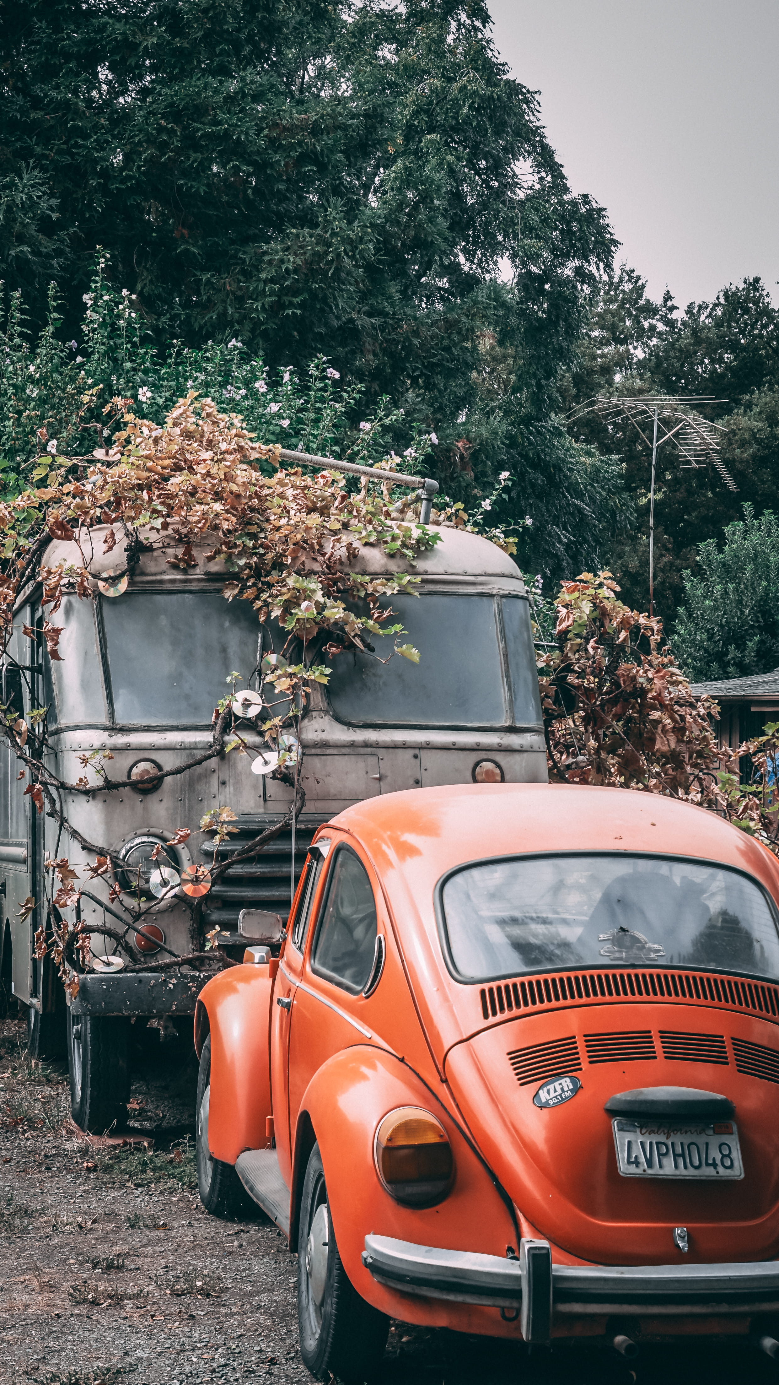 car, red, bug, 4K, no people, overgrown, broken, flowers, travel, road, trash, growth, tree, day, abandoned, obsolete, chico, stationary, plants, homless, Phone HD Wallpaper