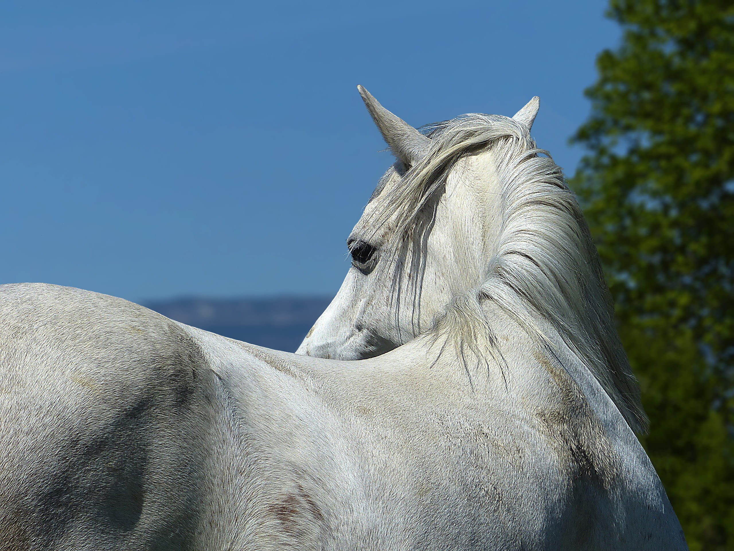 nature, day, domestic animals, portrait, psa, horseback riding, outdoors, animal wildlife, livestock, pets, profile view, animal body part, animal themes, HD Wallpaper