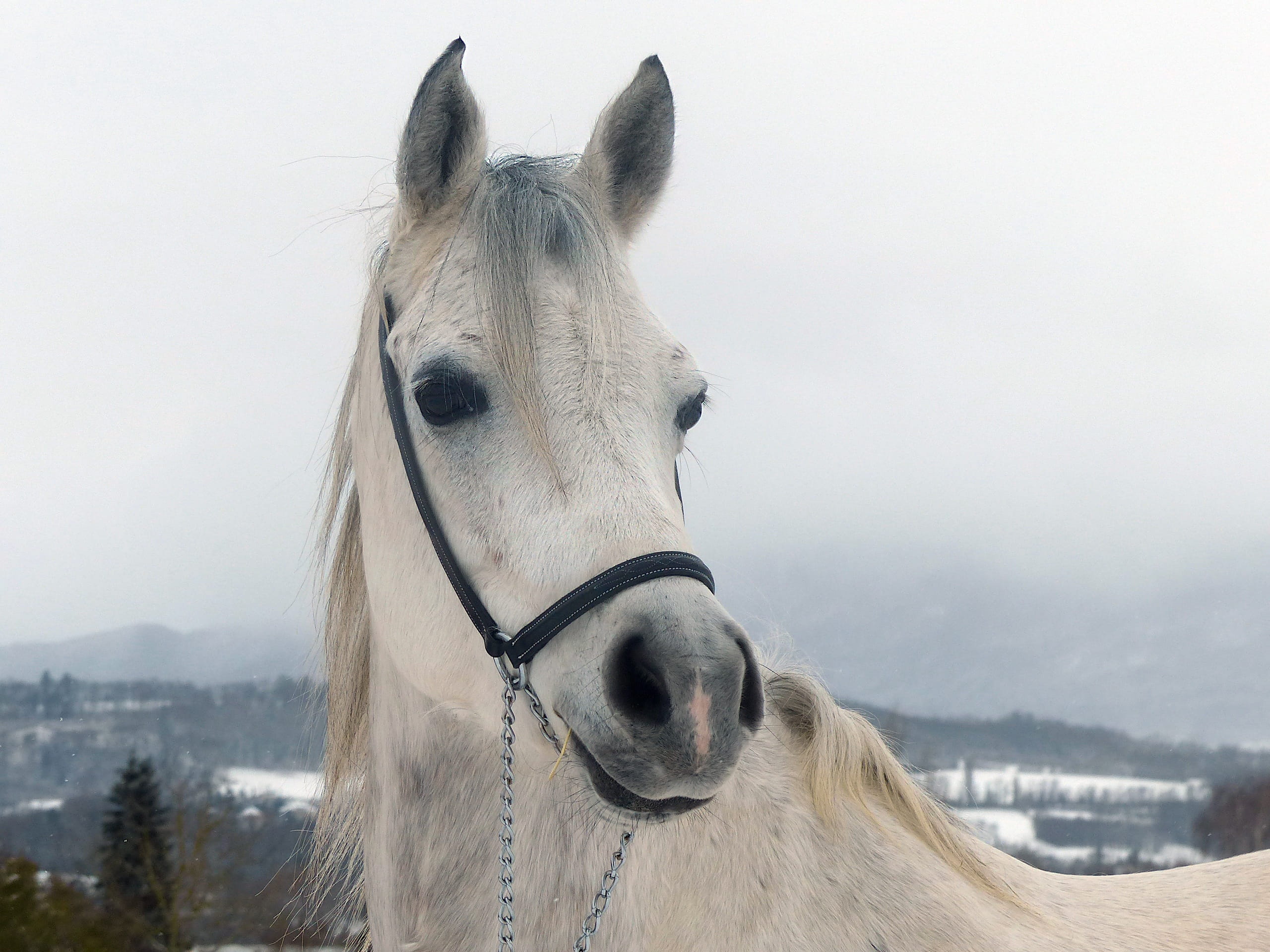 snow, 2K, equine, livestock, yk, animal body part, day, nature, working animal, herbivorous, outdoors, mammal, portrait, pets, vertebrate, animal, HD Wallpaper