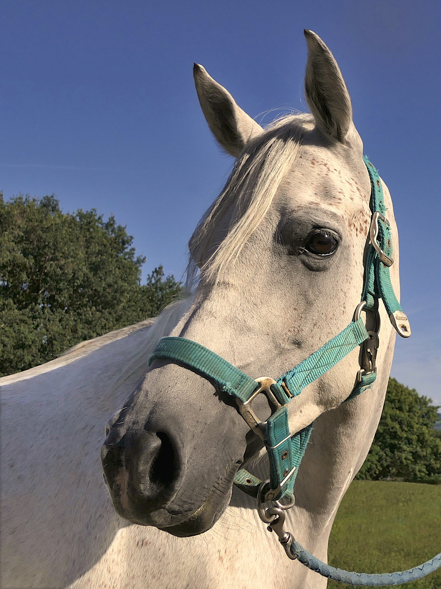 bridle, working animal, animal head, outdoors, domestic, animal body part, animal wildlife, horse, pets, curious, no people, vertebrate, careful, pure arab blood, Phone HD Wallpaper