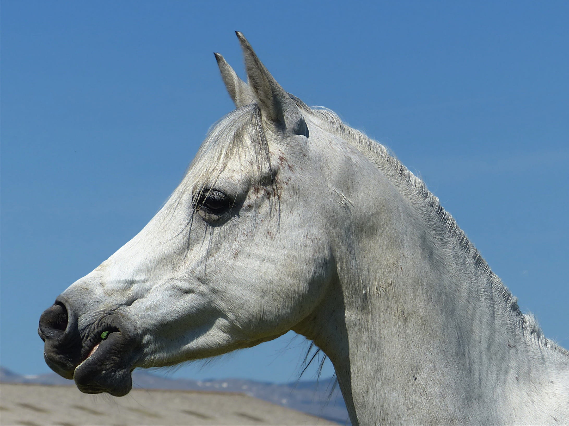 animal eye, animal themes, animal, outdoors, equine, animal head, herbivorous, blue, clear sky, horse, nature, vertebrate, head, profile, livestock, HD Wallpaper