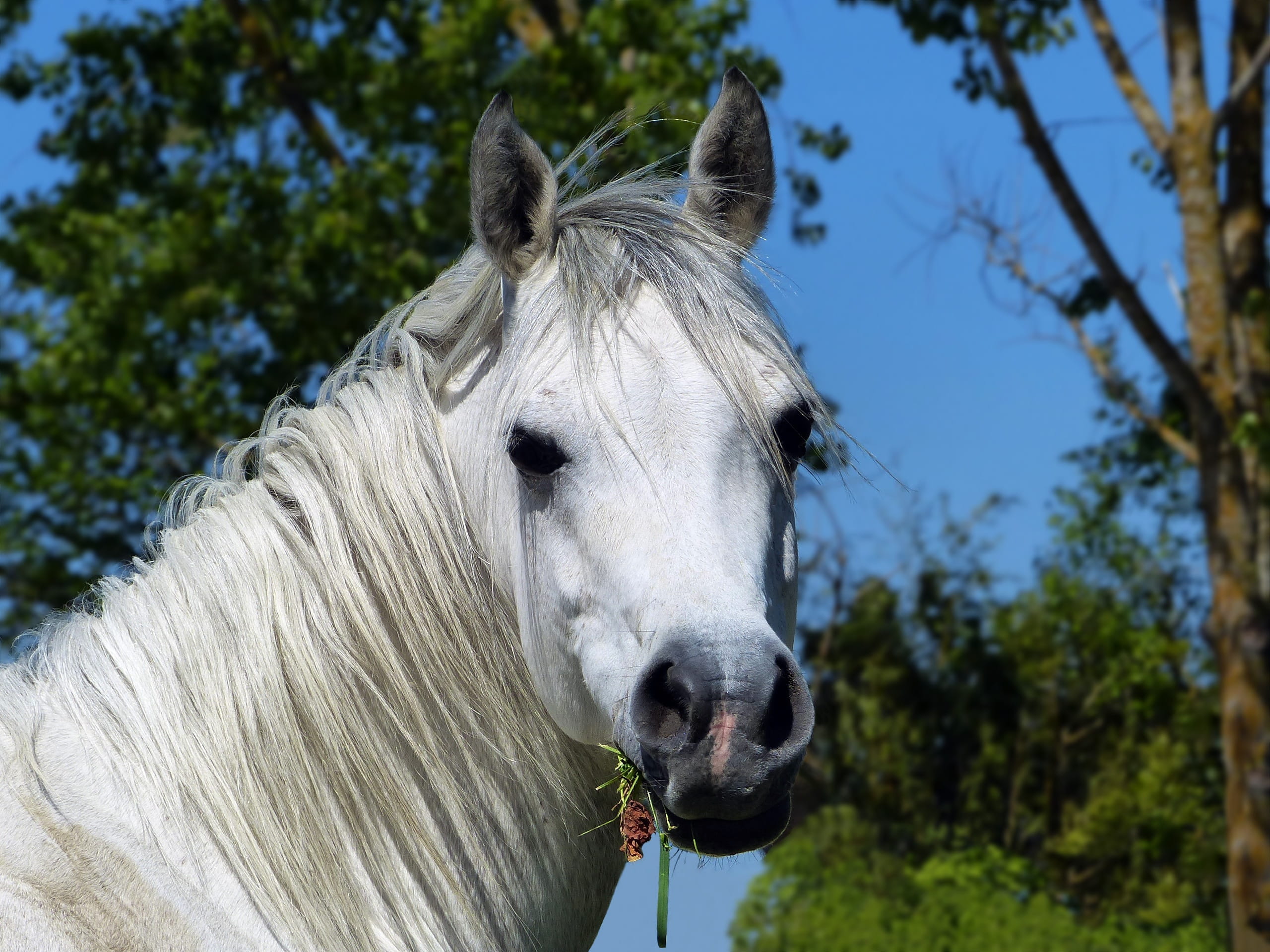 day, careful, equine, animal wildlife, tree, animal head, animal themes, psa, herbivorous, horse, domestic, focus on foreground, yk, face, livestock, HD Wallpaper