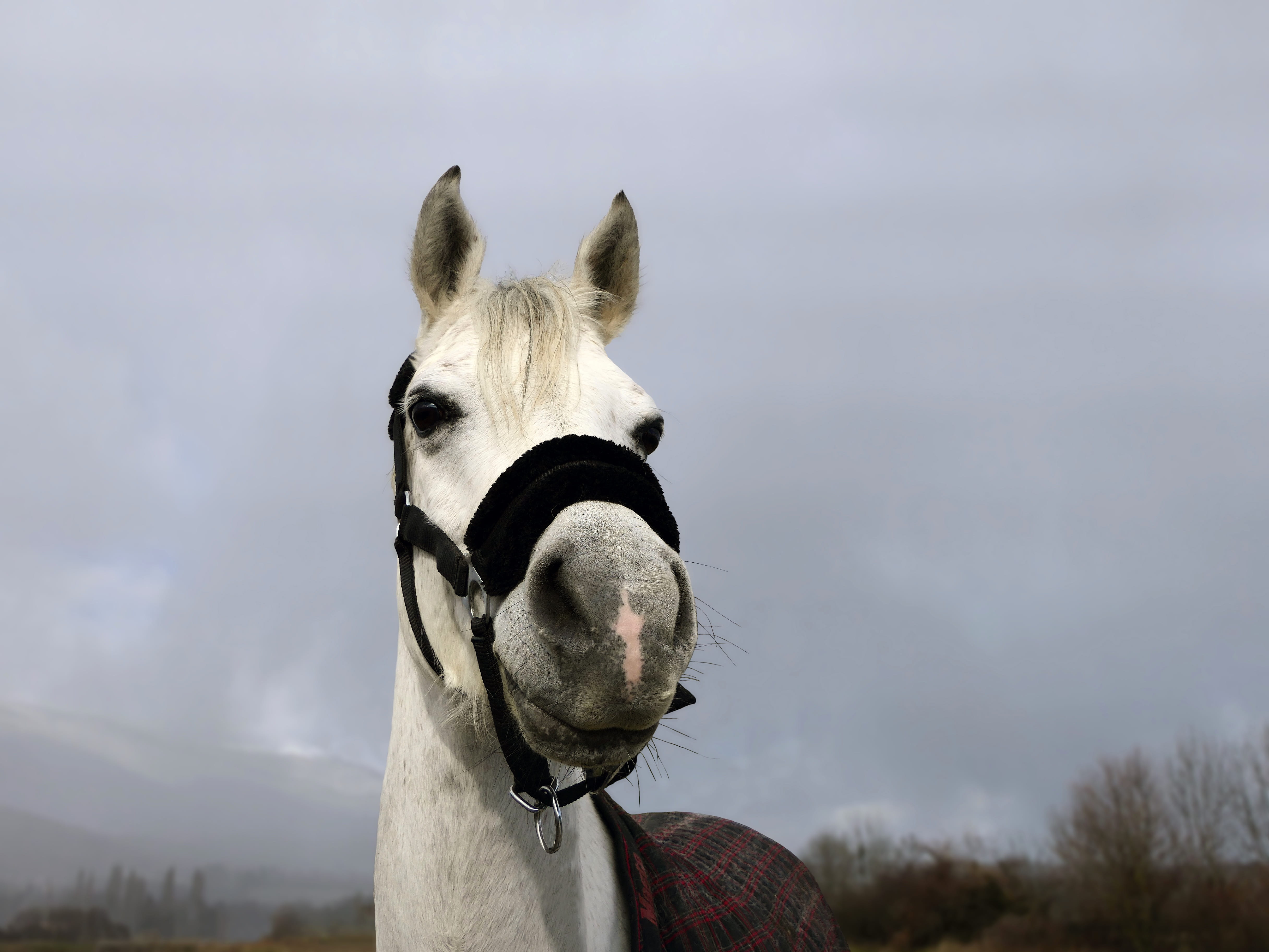 mammal, grey, face, herbivorous, livestock, day, domestic, equine, animal head, psa, looking at camera, no people, nature, vertebrate, focus on foreground, HD Wallpaper