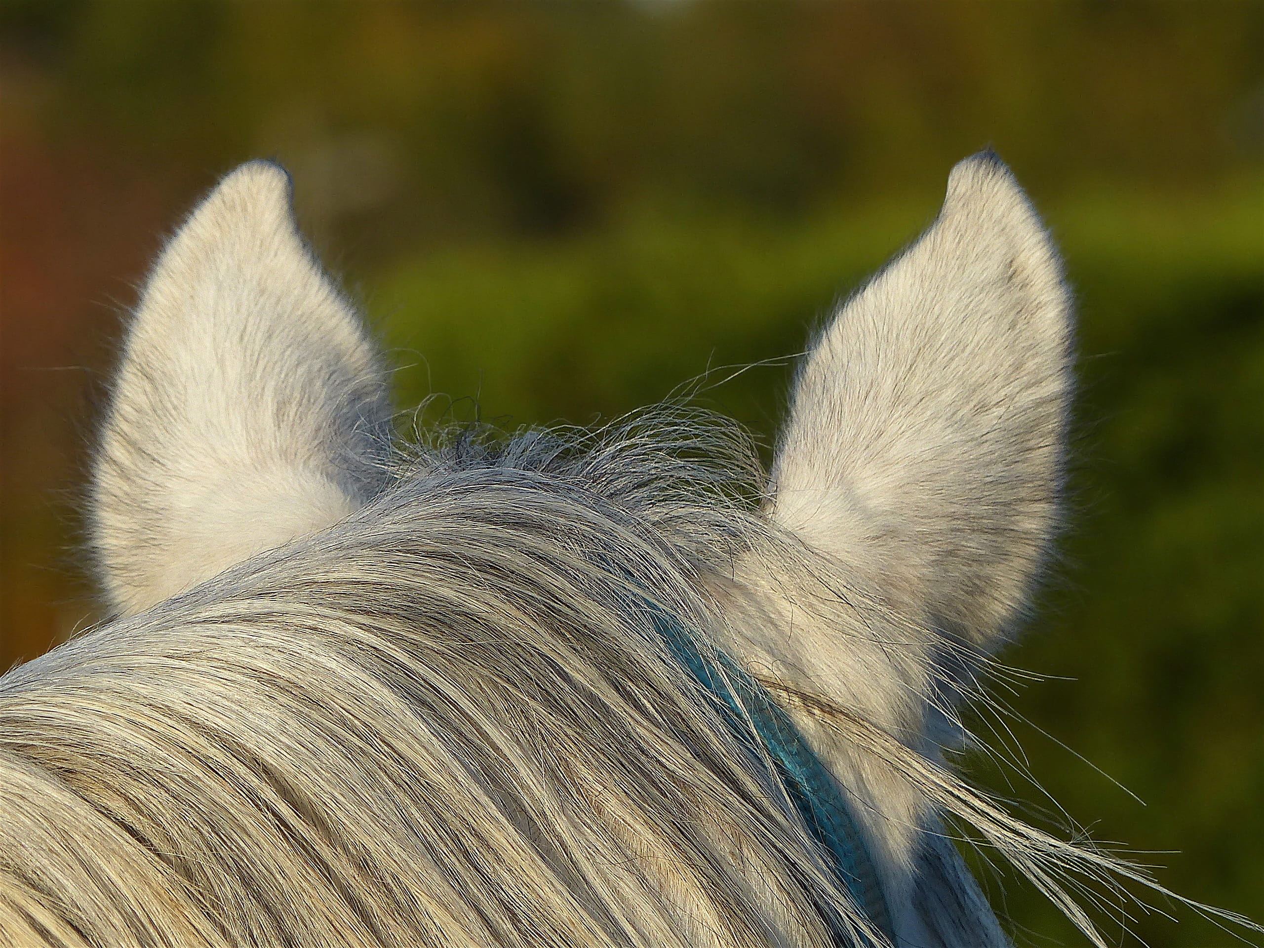 horse, animal ear, animal themes, close-up, day, animal hair, ears, arabic, white, hair, no people, animal body part, softness, animal head, HD Wallpaper