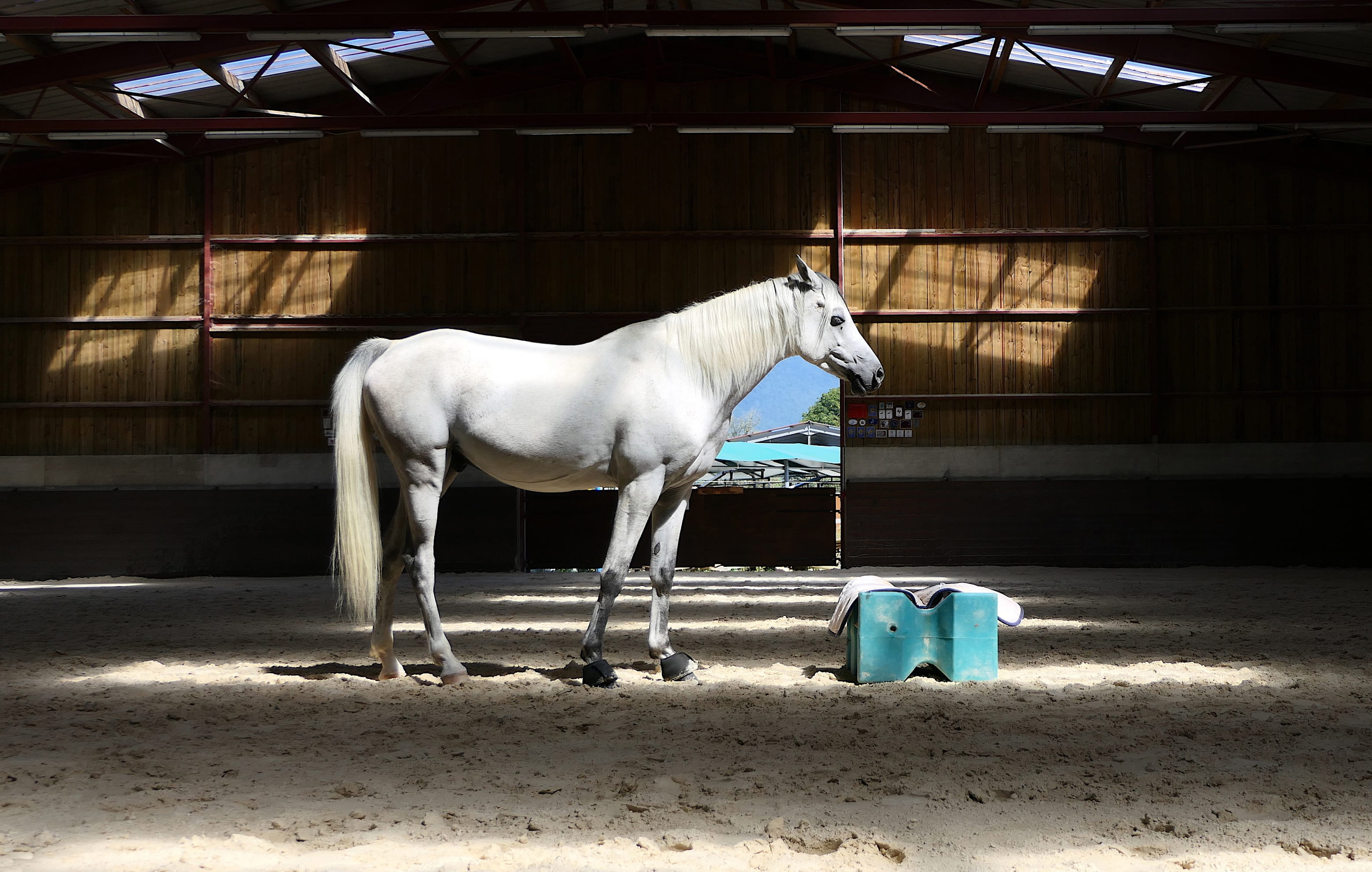 2K, sun, livestock, equine, stable, thoroughbred, white, animal, day, animal wildlife, herbivorous, domestic animals, animal themes, yk, mammal, HD Wallpaper
