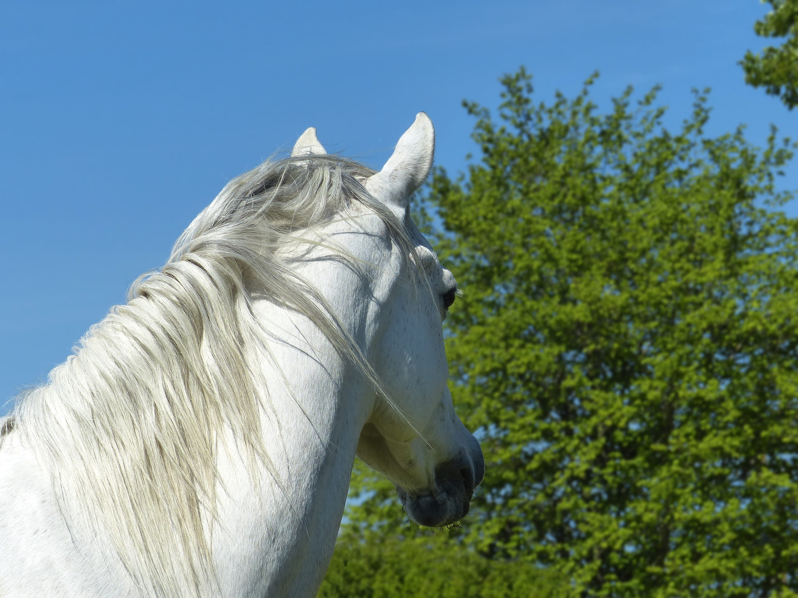 pure arab blood, animal head, domestic animals, white color, animal, trees, profile view, white, horse, animal body part, equine, portrait, no people, HD Wallpaper