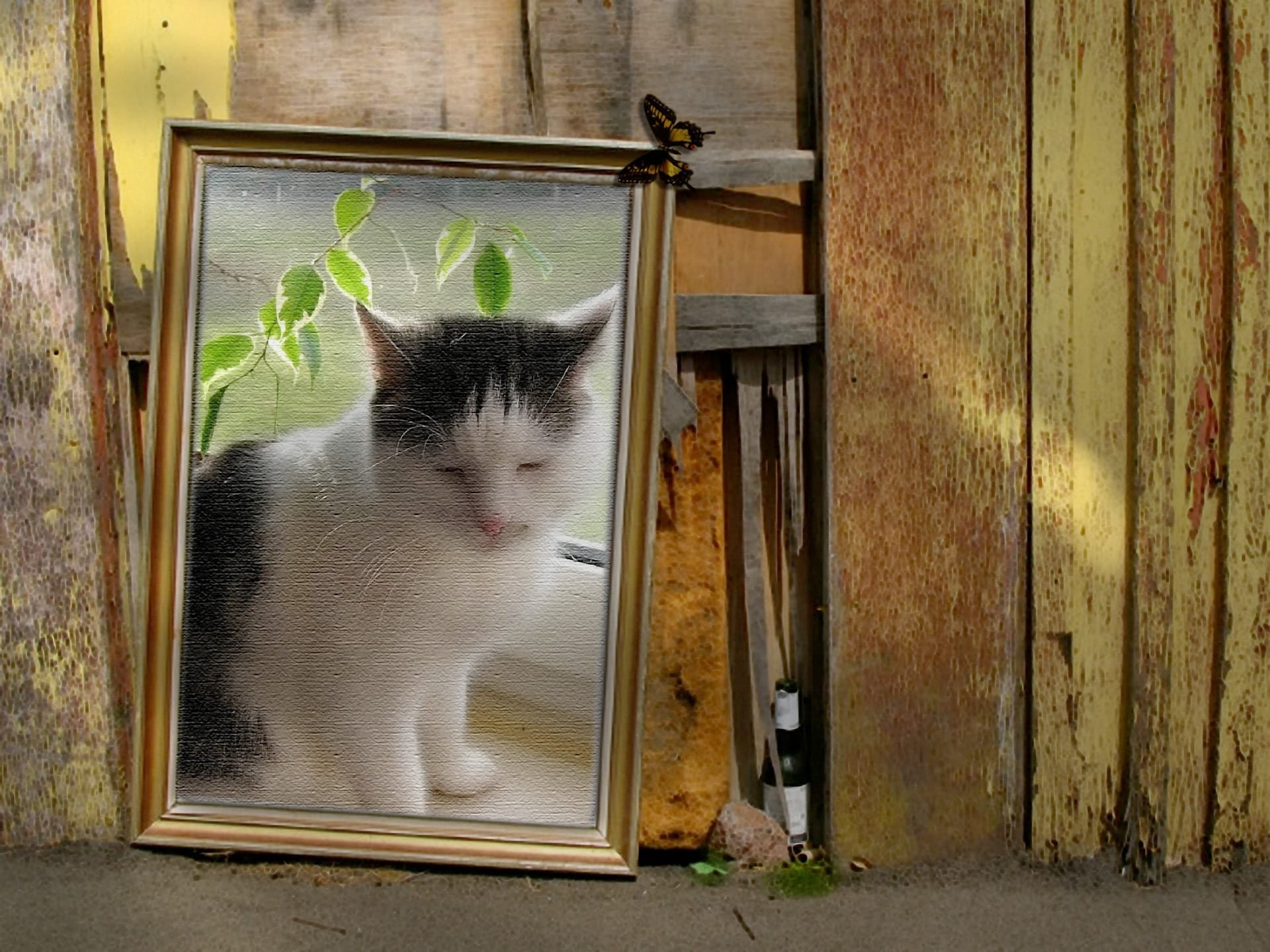 throw, indoors, domestic cat, door, mammal, Lonely, one animal, environment, framed, domestic animals, no people, domestic, nature, cat, waste disposal, HD Wallpaper