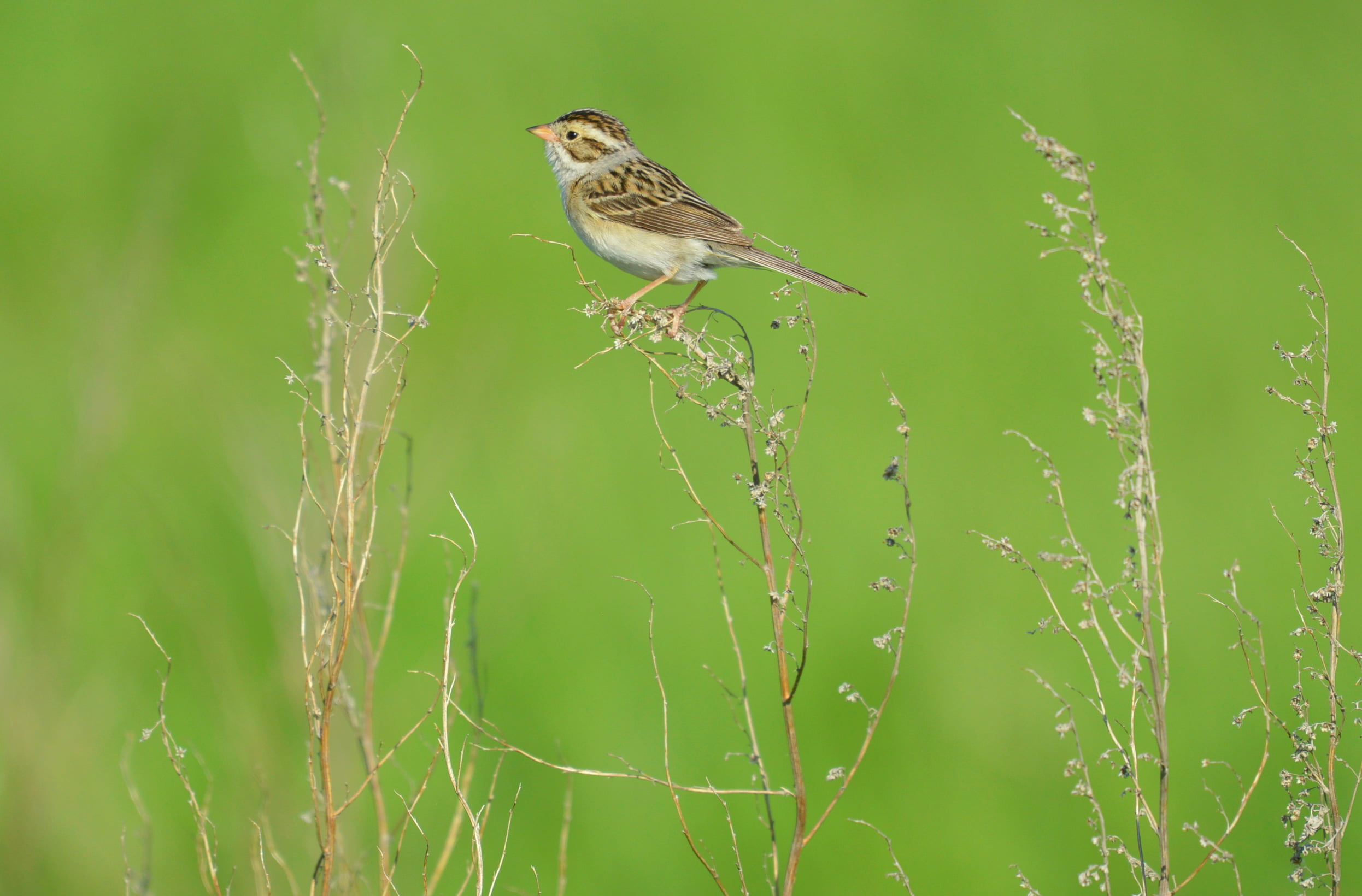 wildlife, Prairie Pothole Region, Grassland, outdoors, animal, tree, 1080P, Clay-colored Sparrow, perched, nature, USFWS, Bird, depth of field, withered, HD Wallpaper