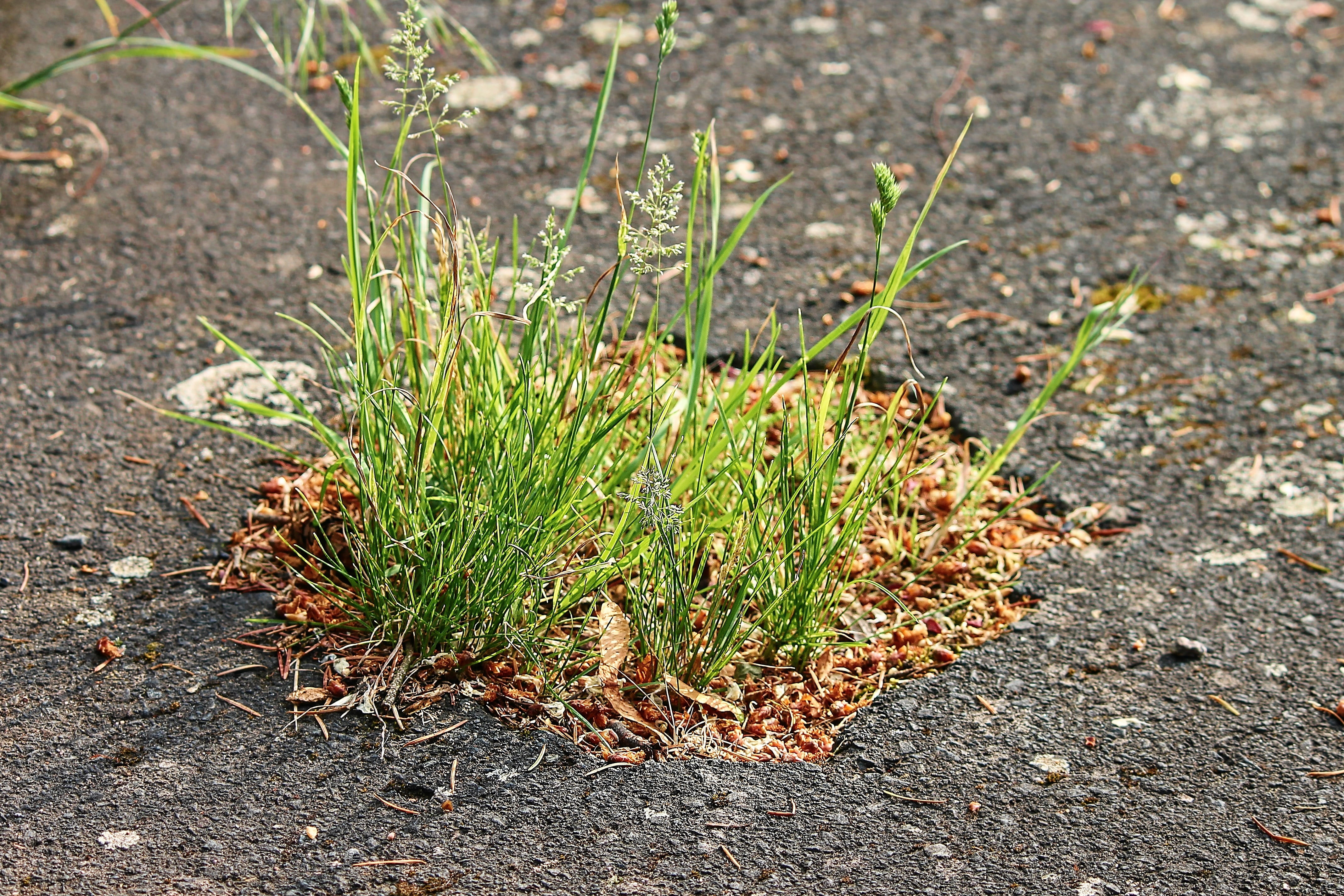 field, day, grass, plant, asphalt, strong, road, blow up, drive, force, plant part, hole, land, tranquility, leaf, nature, no people, close-up, sunlight, HD Wallpaper