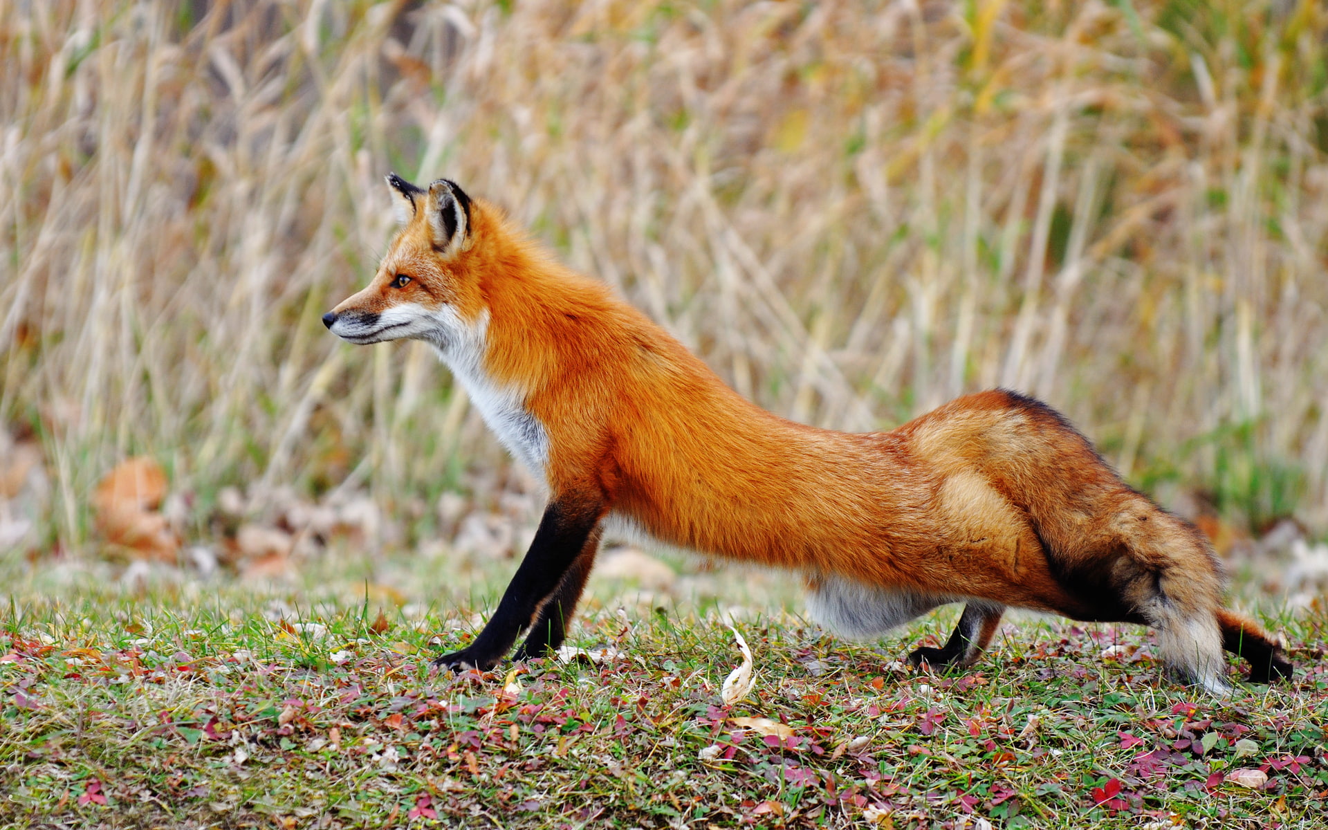 have potholes, Fox, glade, 1080P, leg, autumn, HD Wallpaper