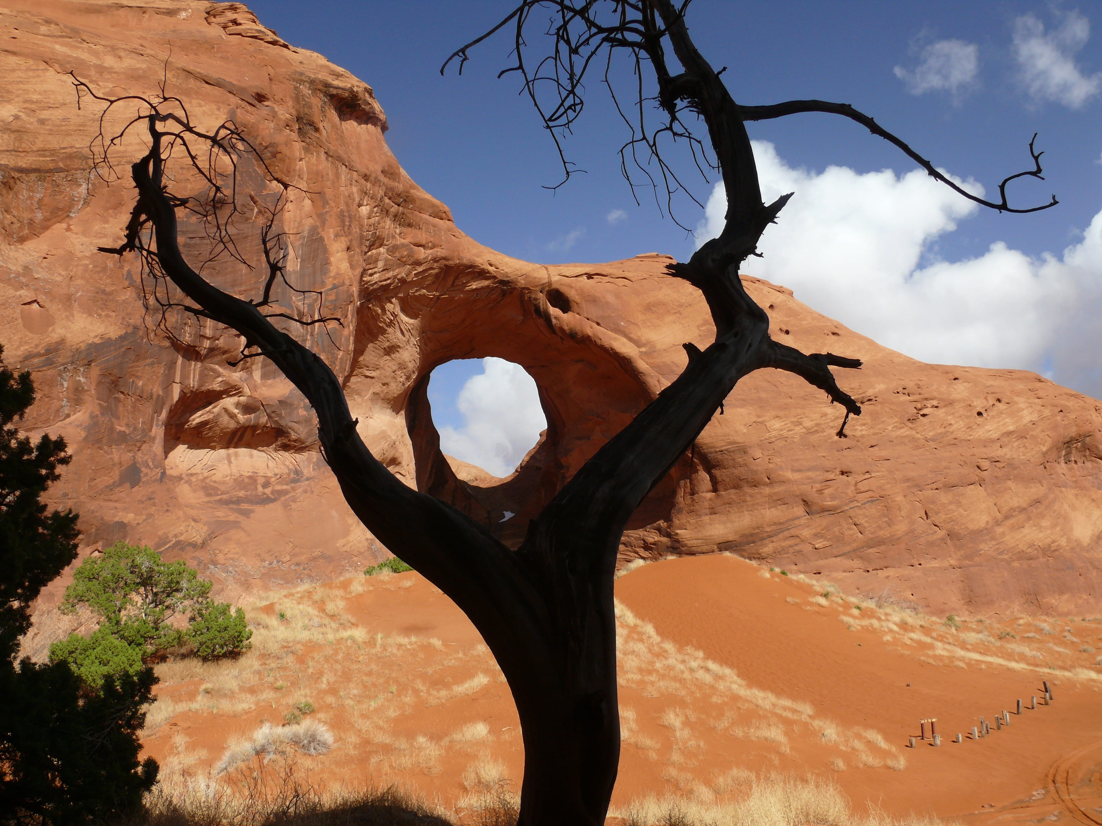 tranquil scene, scenics - nature, ear of the wind arch, rock, utah, climate, leafless, beauty in nature, dead plant, outdoors, tree, no people, pothole natural arch, HD Wallpaper