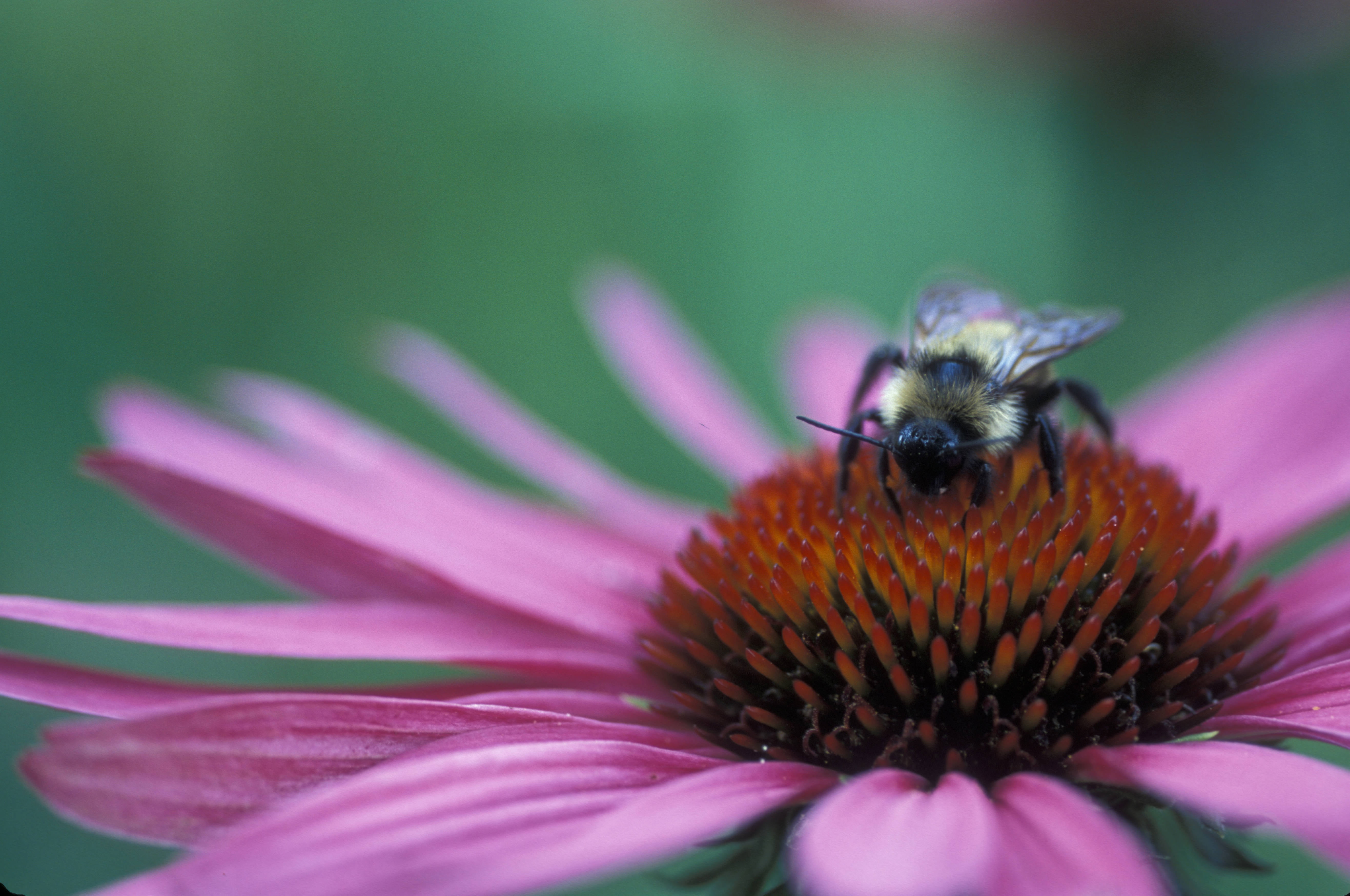 bumblebee, pink, desert, habitat, focus, top, shallow, animal, Bee, summer, sea level rise, plant, close-up, photography, agriculture, coral reef, pollination, HD Wallpaper