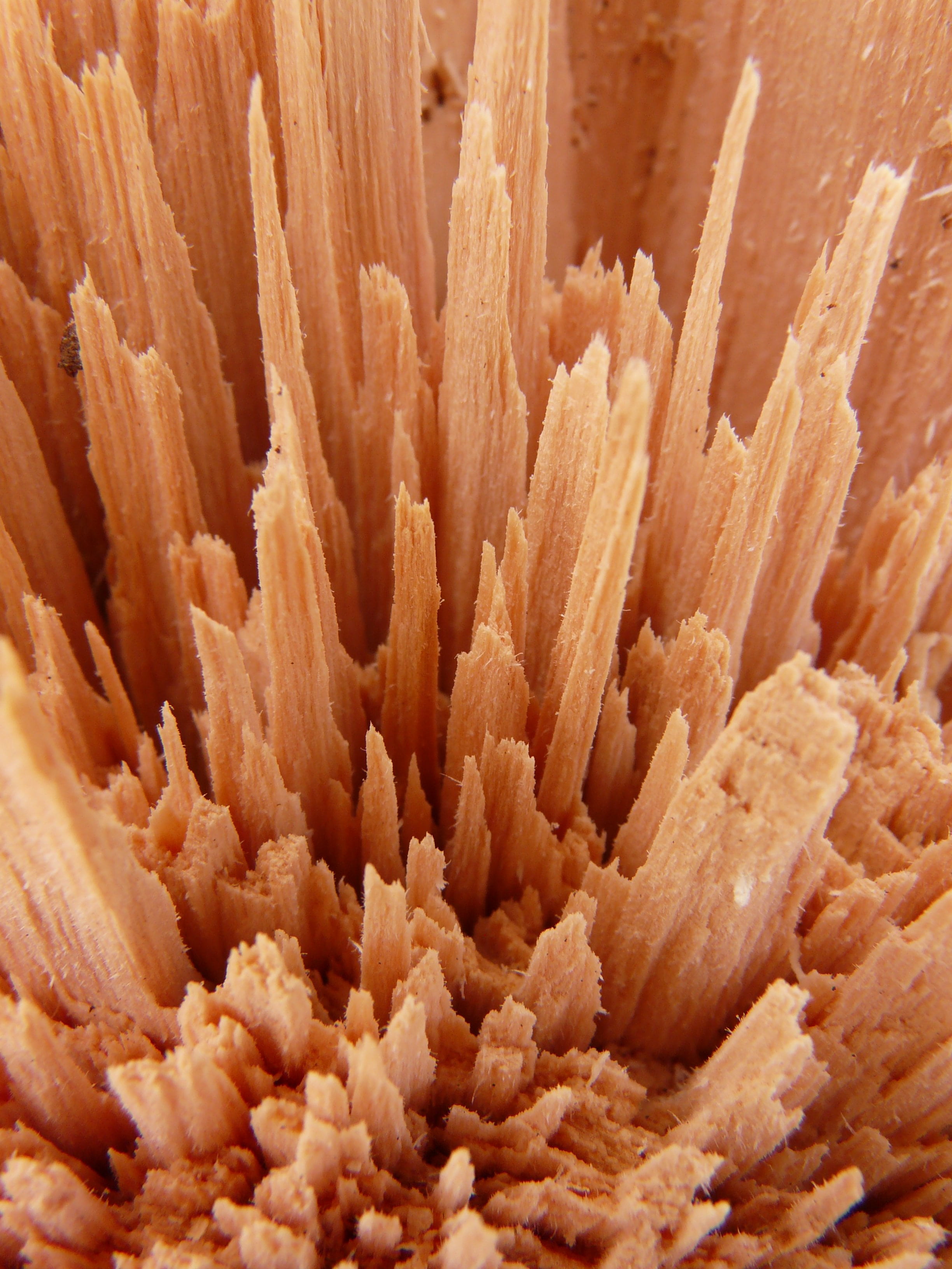 no people, macro, freshness, food, animal wildlife, wood splitter, nature, extreme close-up, marine, indoors, invertebrate, undersea, wood cutting, textured, Phone HD Wallpaper