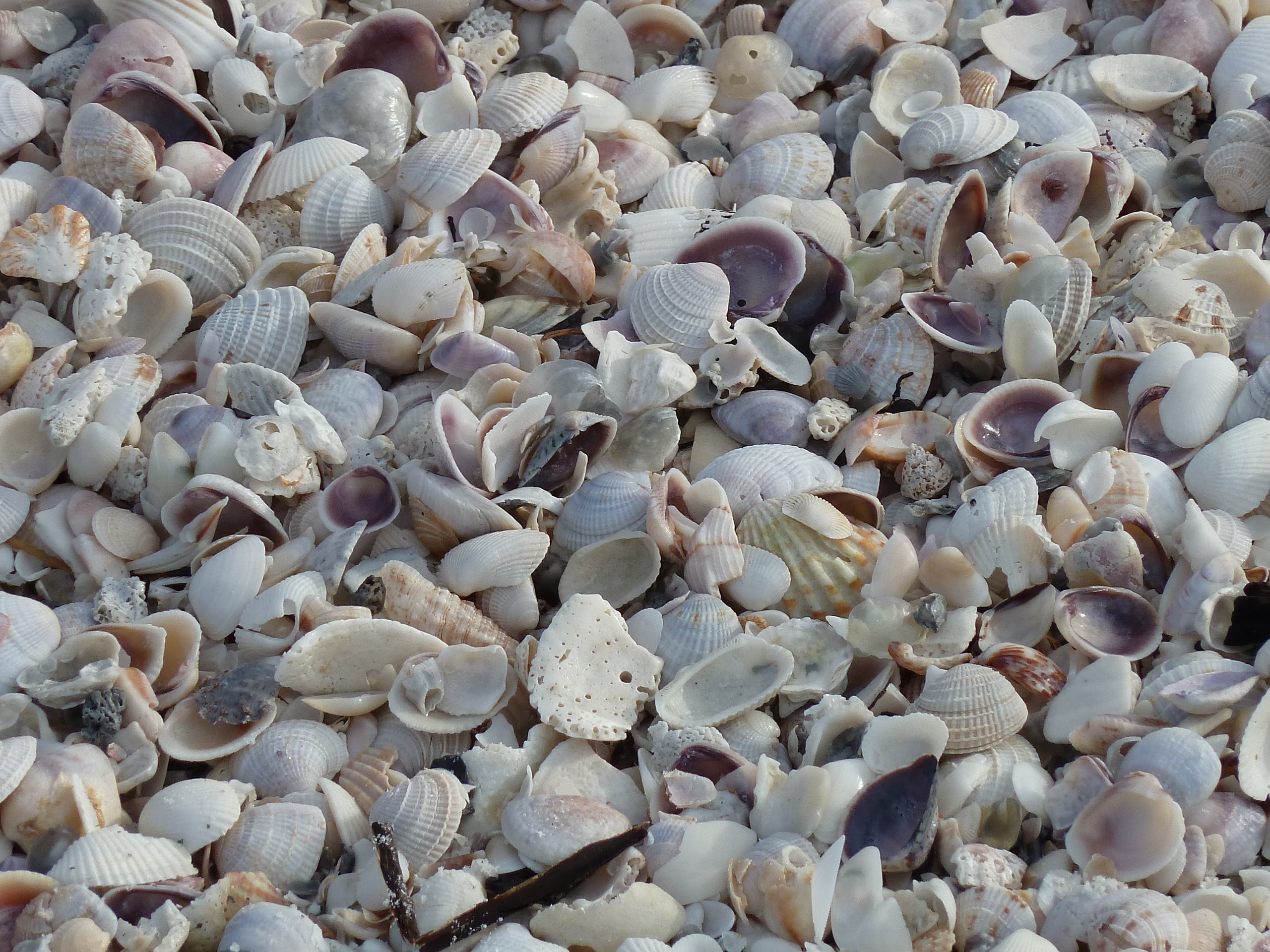 undersea, sea life, high angle view, mussel shells, full frame, white, natural pattern, no people, shells, holiday, nature, backgrounds, beauty in nature, HD Wallpaper