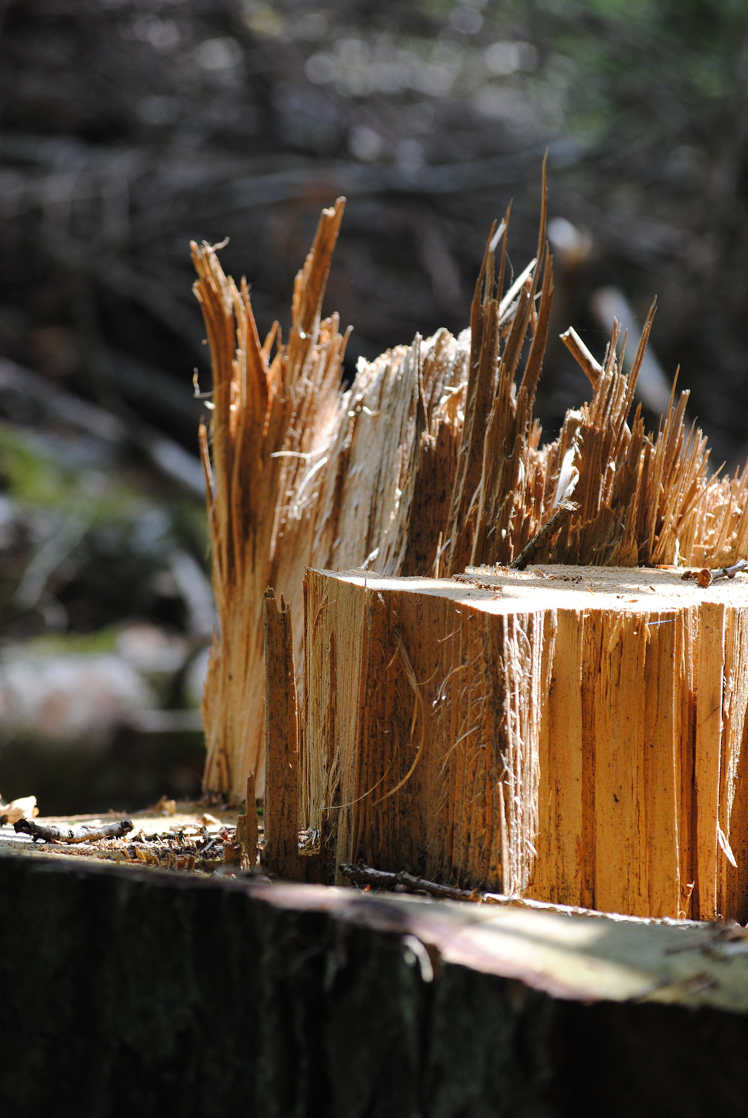wood splitter, day, plant, brown, dead plant, log, no people, timber, tree trunk, canceled, damaged, bark, focus on foreground, close-up, nature, wood, Phone HD Wallpaper