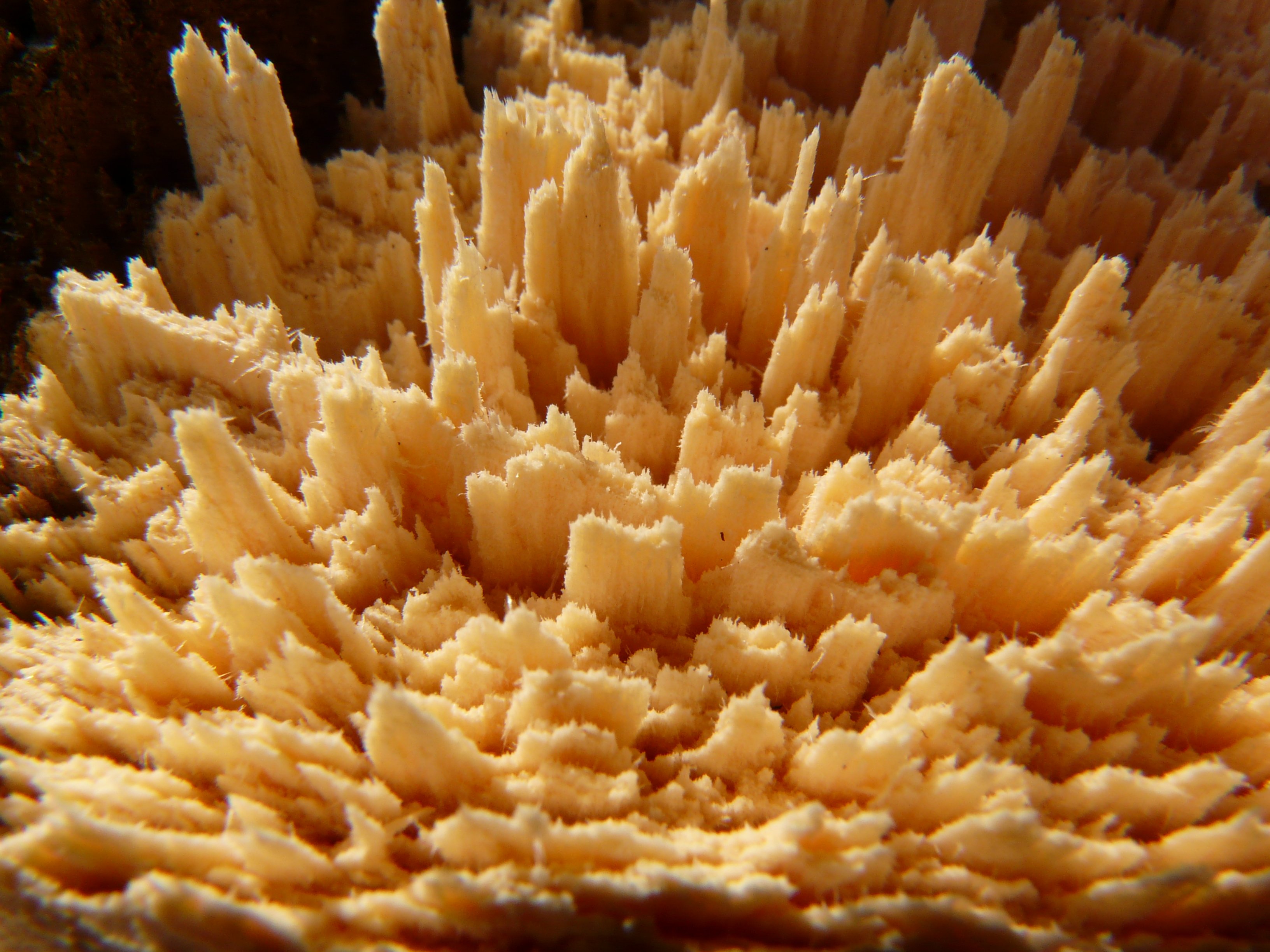 close, healthy eating, close-up, ready-to-eat, day, beauty in nature, backgrounds, freshness, 2K, coral, food and drink, wood cutting, healthy lifestyle, HD Wallpaper
