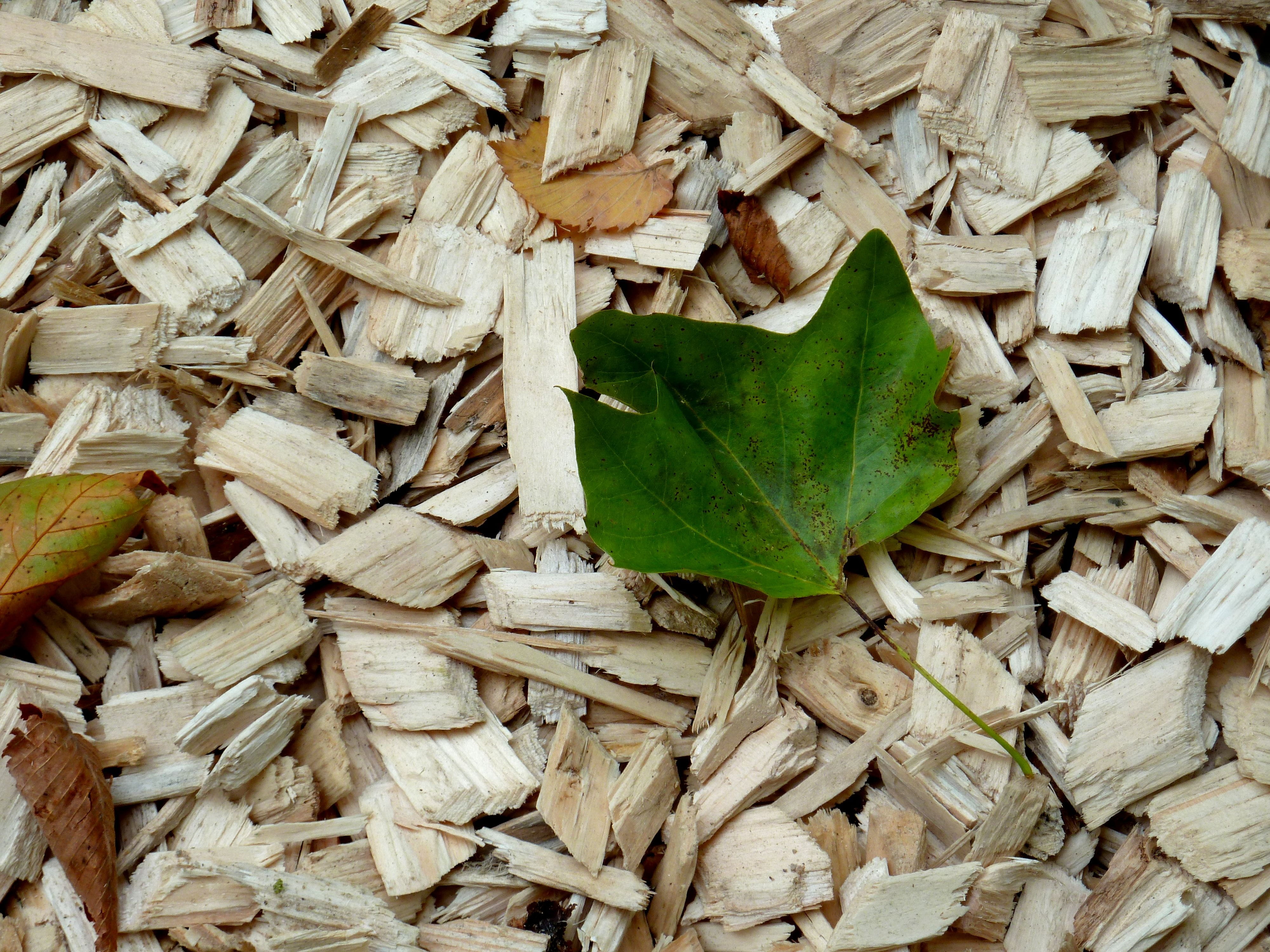 fall protection chips, leaves, green color, nature, wood chopping, Autumn, fall foliage, change, autumn, fall protection flooring, wood splitter, chopped, HD Wallpaper