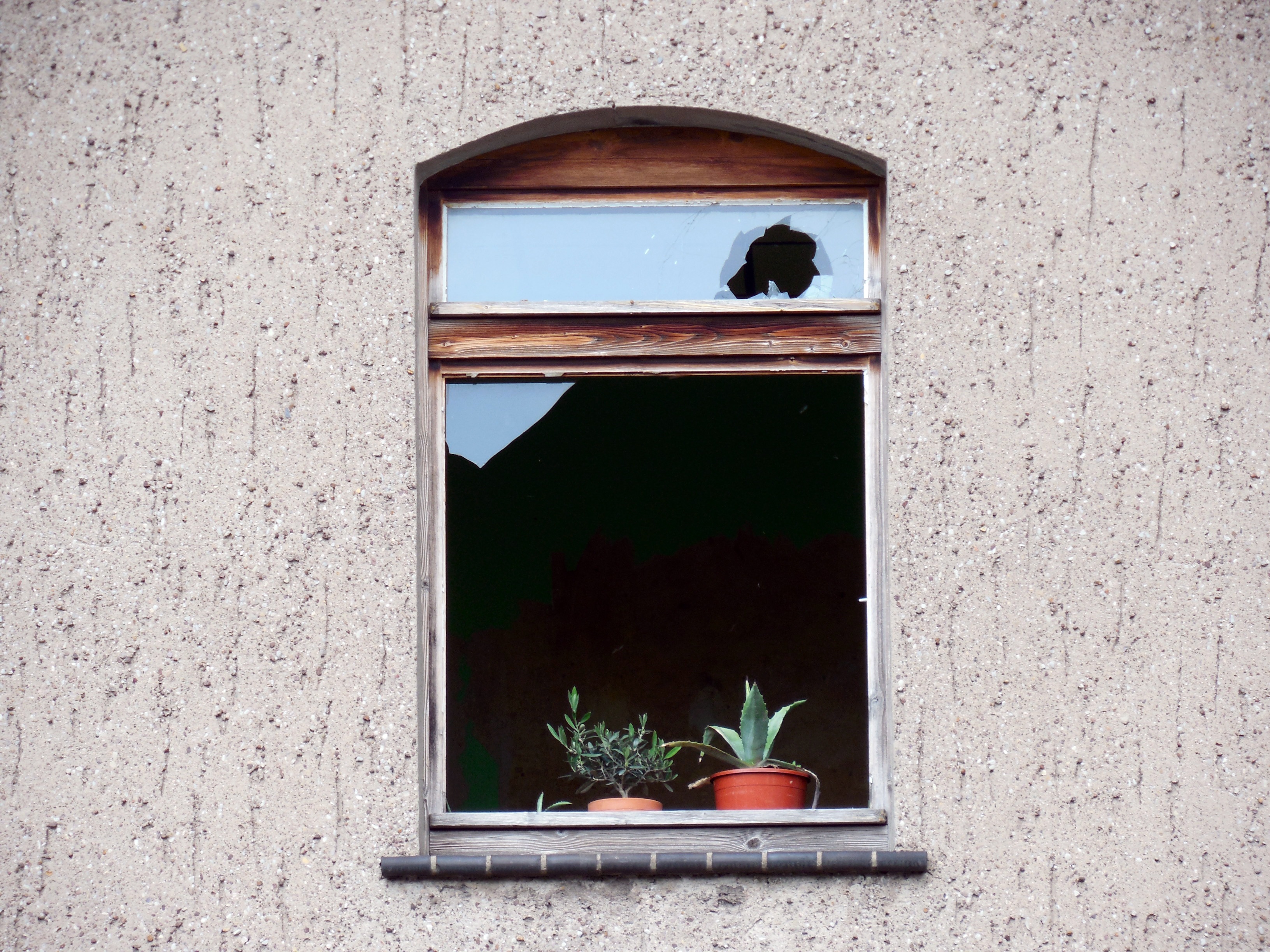 built structure, glass, decay, no people, domestic, mammal, plant, fragmented, architecture, nature, broken, window, facade, domestic animals, 2K, disc, HD Wallpaper