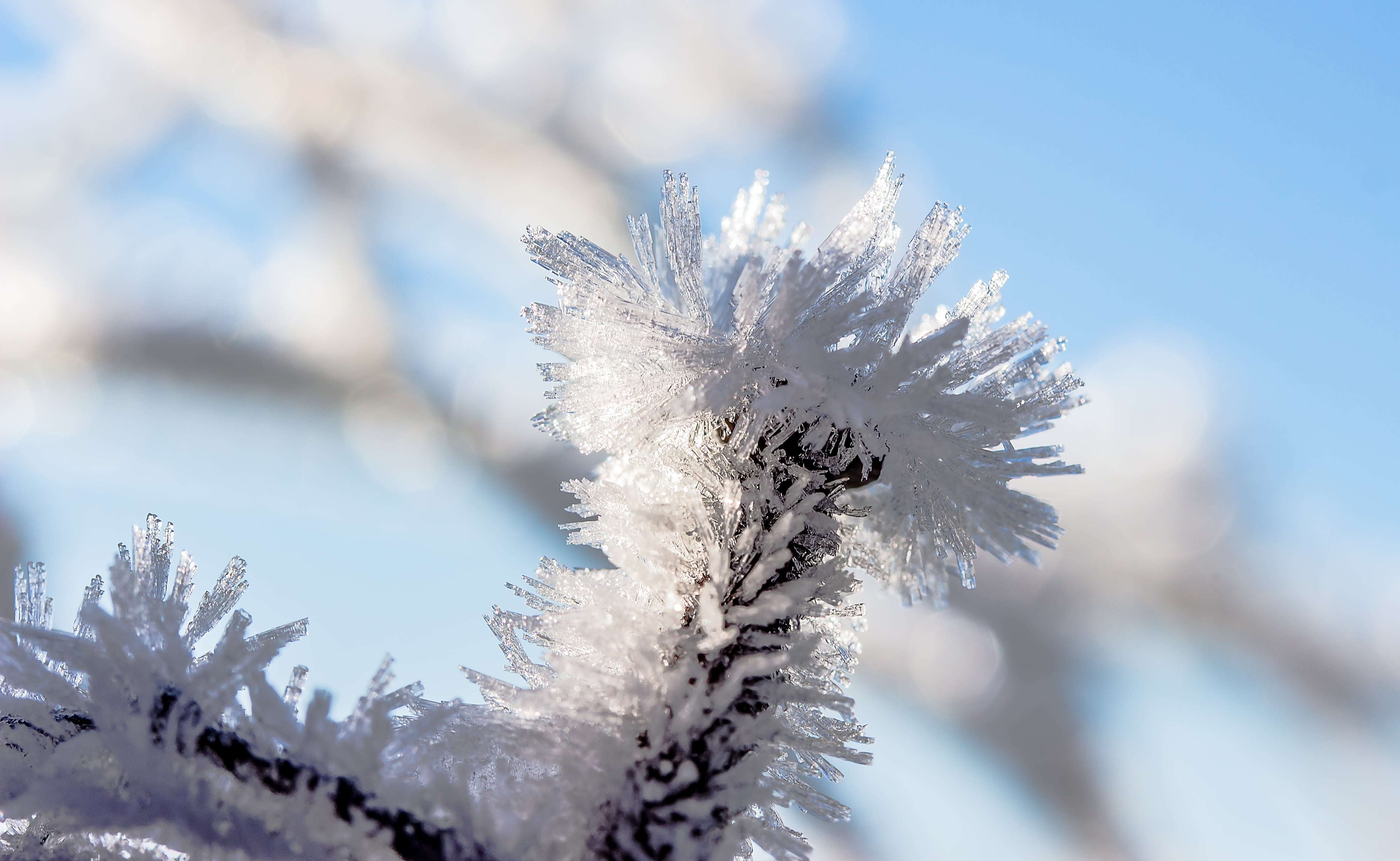 ice, white, cold temperature, beauty in nature, pine tree, day, eiskristalle, photography, winter, no people, frozen, branch, focus, softness, plant, cold, HD Wallpaper