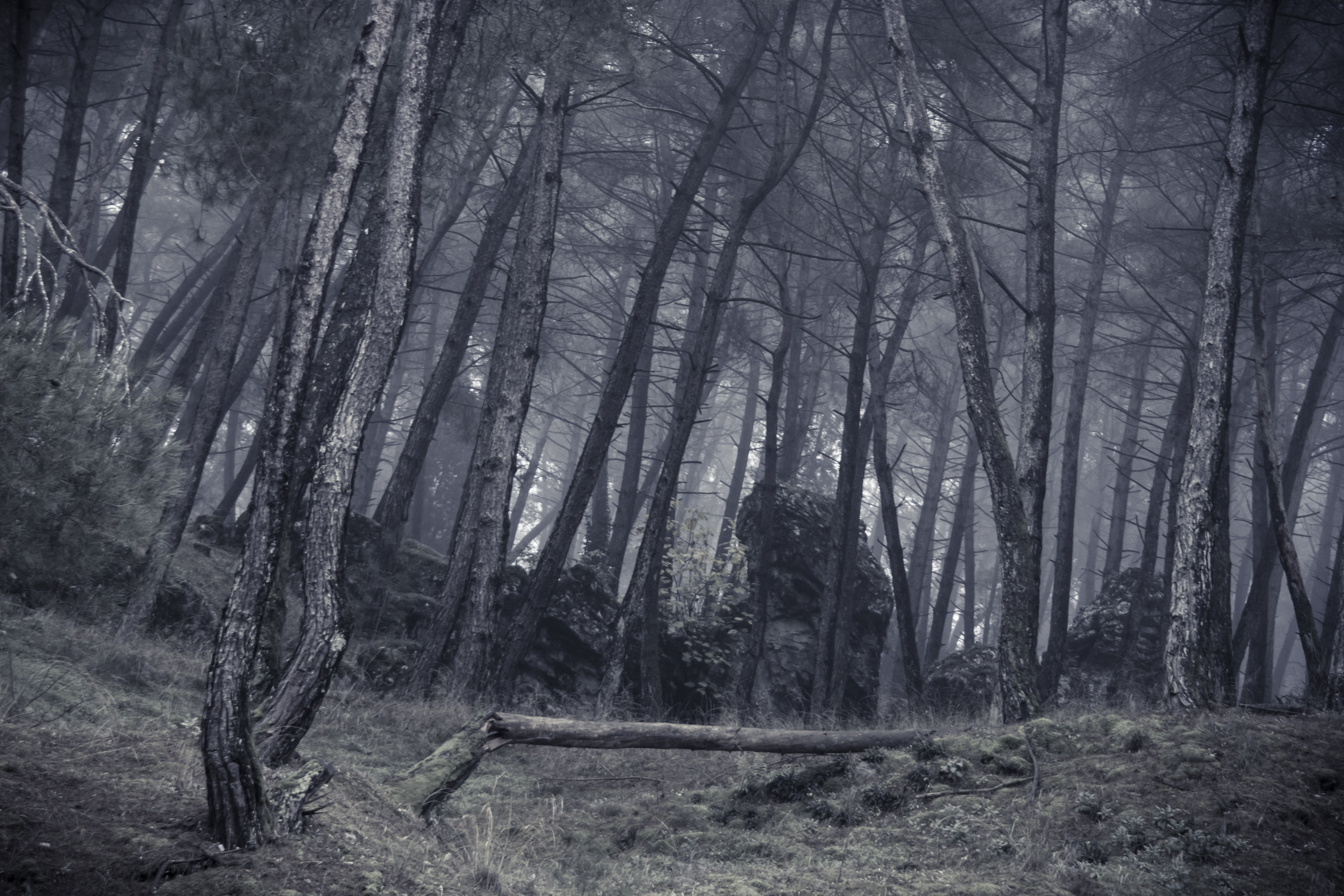 outdoors, woodland, growth, tranquility, remote, no people, photography, trunk, cloud, grayscale, beauty in nature, forest, tree trunk, environment, scenics - nature, HD Wallpaper