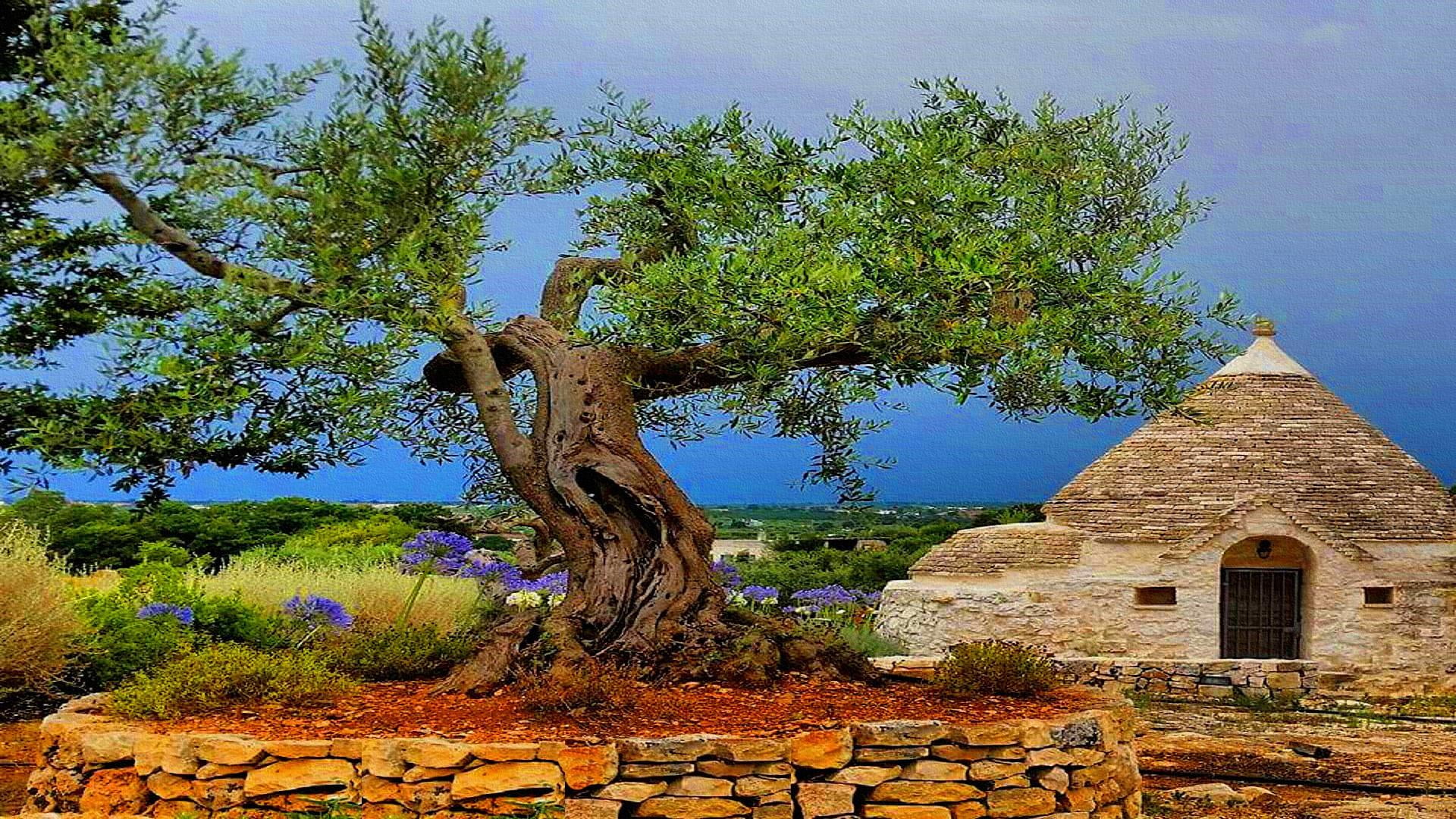 growth, nature, the past, no people, old, sky, sunlight, spirituality, tree, religion, 1080P, holiday, cross, day, plant, italy, built structure, history, HD Wallpaper