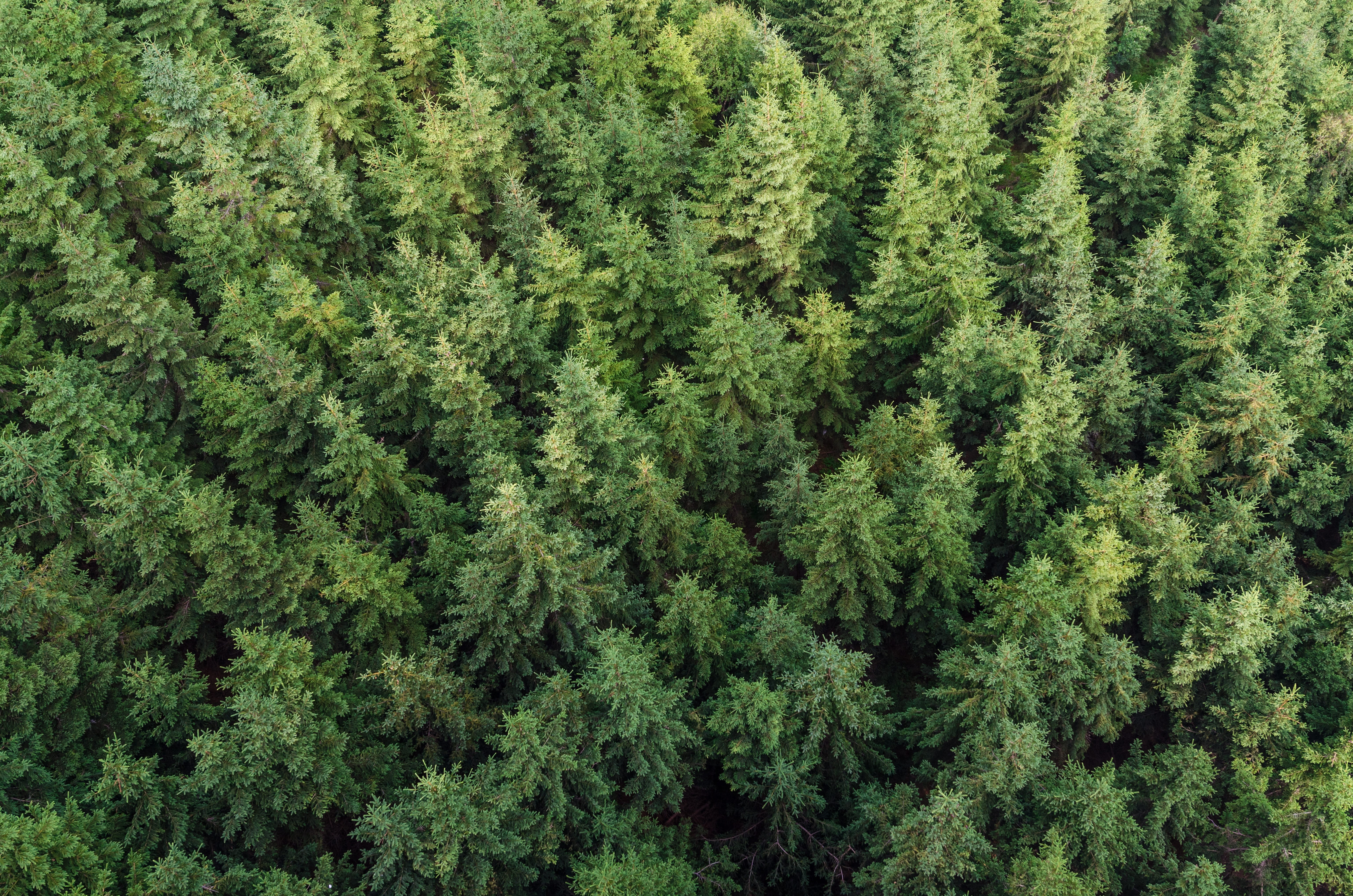 outdoor, conifer, fresh, new, macro, christmas, woodland, natural, coniferous, angle, young, full frame, design, evergreen tree, pine wood, beauty, botanical, HD Wallpaper