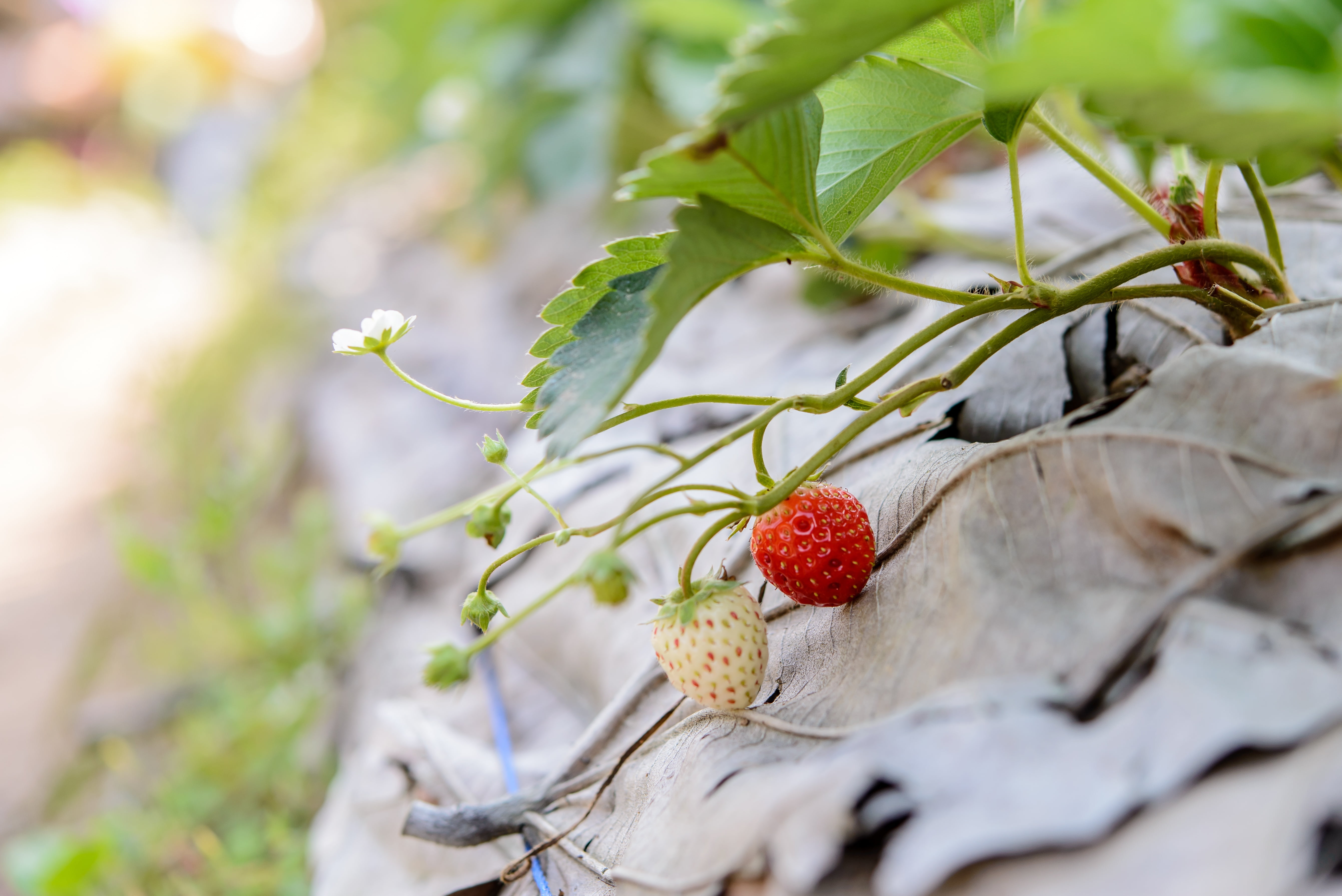 strawberries, no people, fruit, closeup, isolated, healthy, outdoors, delicious, selective focus, plant, tasty, day, organic, freshness, food, ripe, simple living, HD Wallpaper