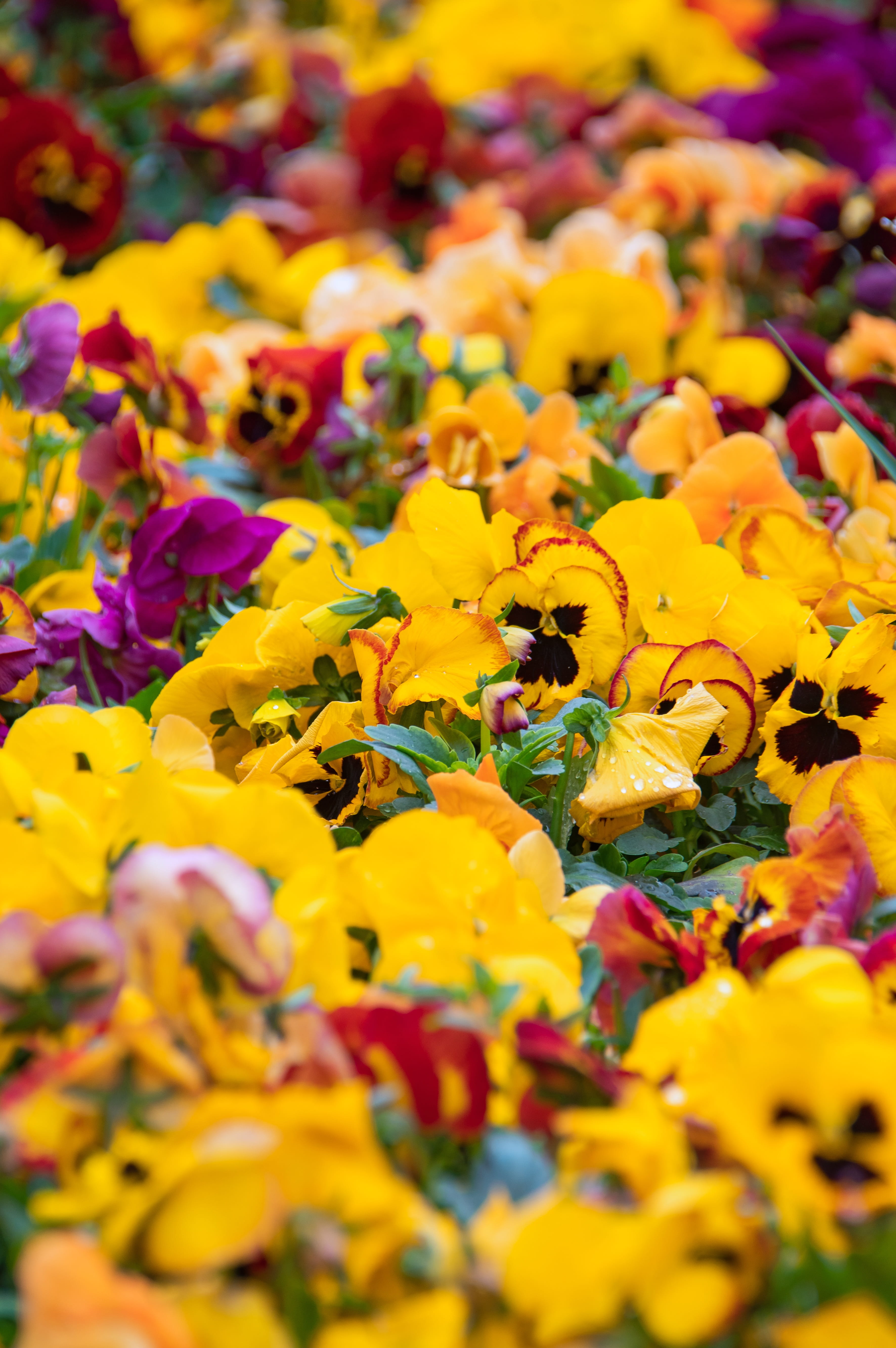 close-up, spring, floral, vibrant, blooms at, pollen, healthy, garden, flowers, pollination, invertebrate, live, animal themes, yellow, green, insect, color, Phone HD Wallpaper