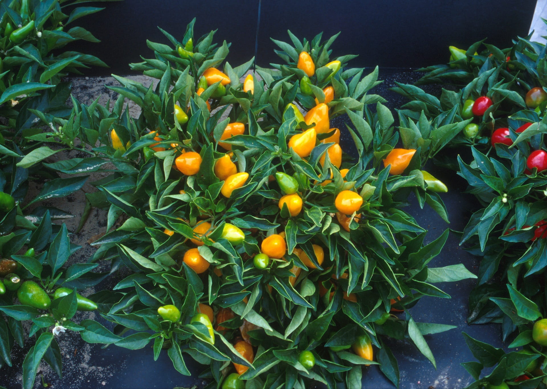healthy eating, no people, orange pepper plants, orange color, close-up, 1080P, beauty in nature, food, green color, Compact, growth, high angle view, HD Wallpaper