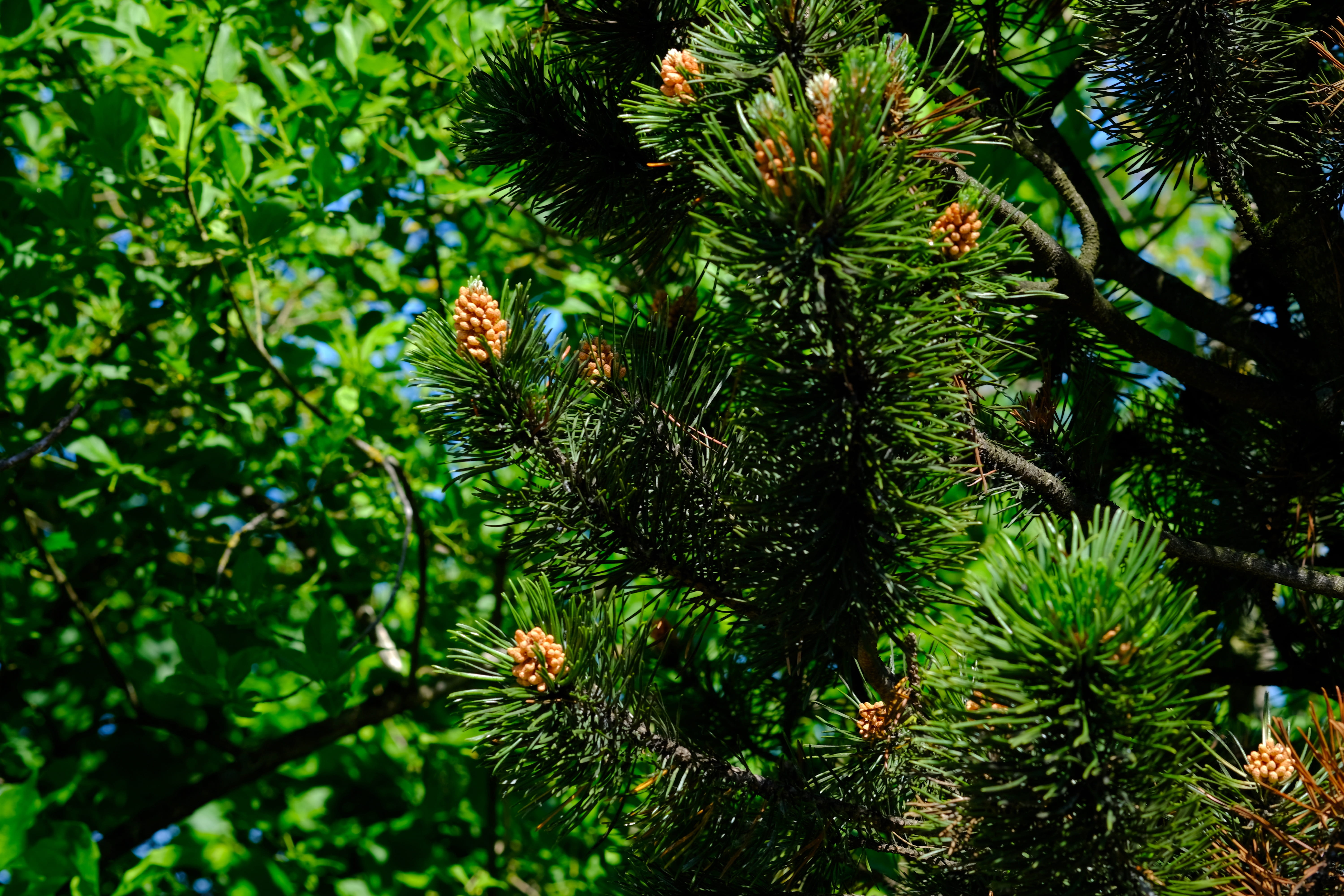 green color, beauty in nature, live new, leaf, coniferous tree, 5K, outdoors, pine tree, alive, freshness, low angle view, light green, green, spring, HD Wallpaper