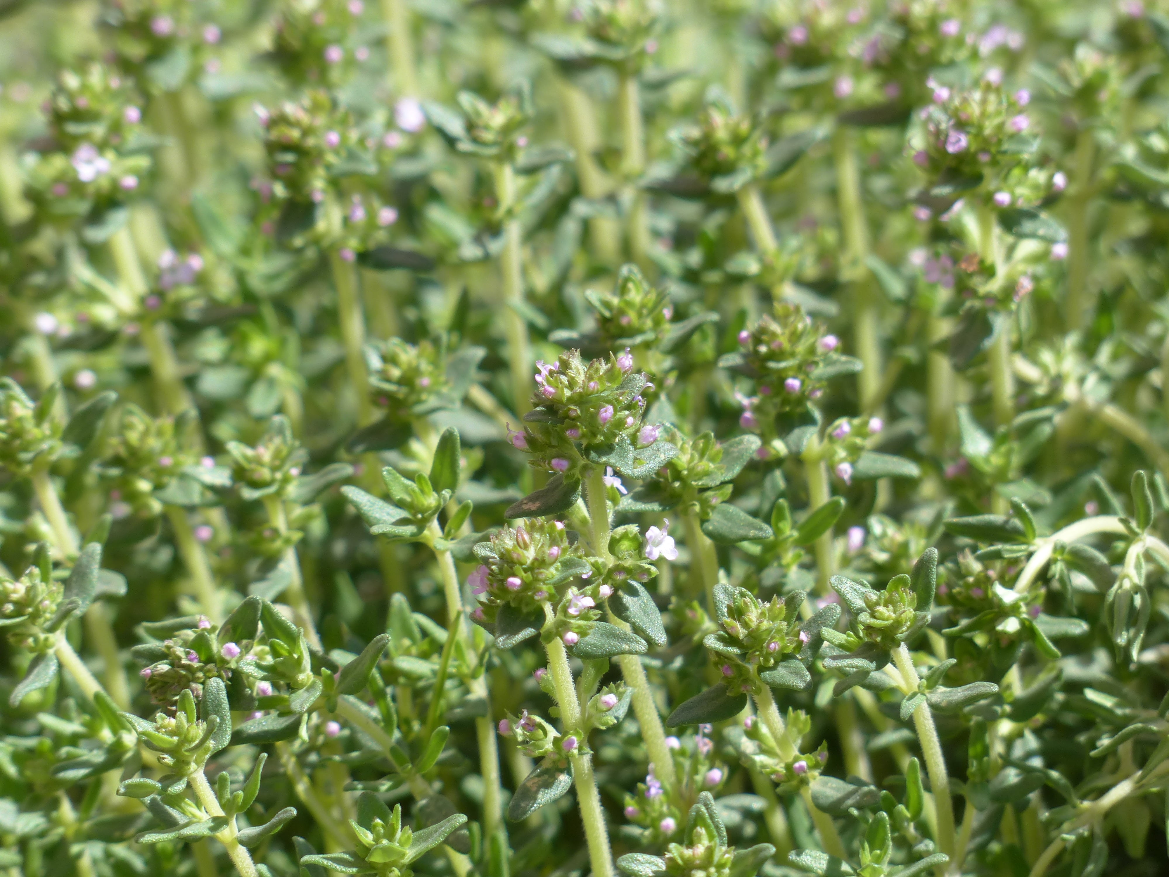 4K, land, bloom, real thyme, lip flowering plant, lamiaceae, kitchen herb, no people, flower, fragility, garden plant, selective focus, freshness, medicinal plant, HD Wallpaper