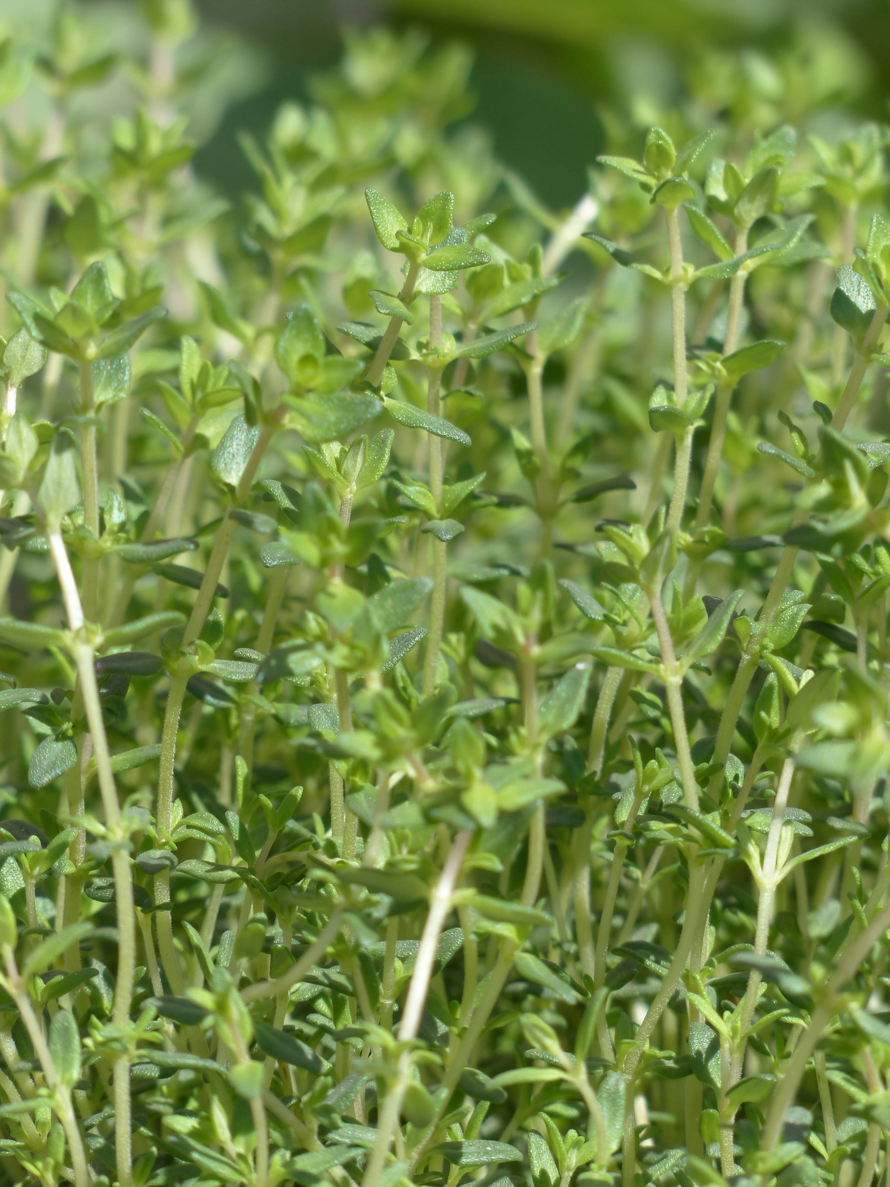 green, Kitchen, real thyme, field, outdoors, 4K, land, kuttelkraut, beauty in nature, day, Thyme, nature, agriculture, vegetable, medicinal plant, kitchen herb, Phone HD Wallpaper