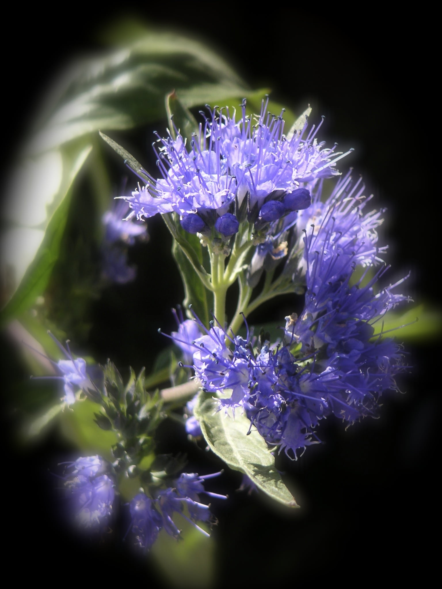 selective focus, culinary herbs, kitchen herb, plant, petal, vulnerability, scented plant, kitchen spice, inflorescence, beauty in nature, no people, flowering plant, Phone HD Wallpaper