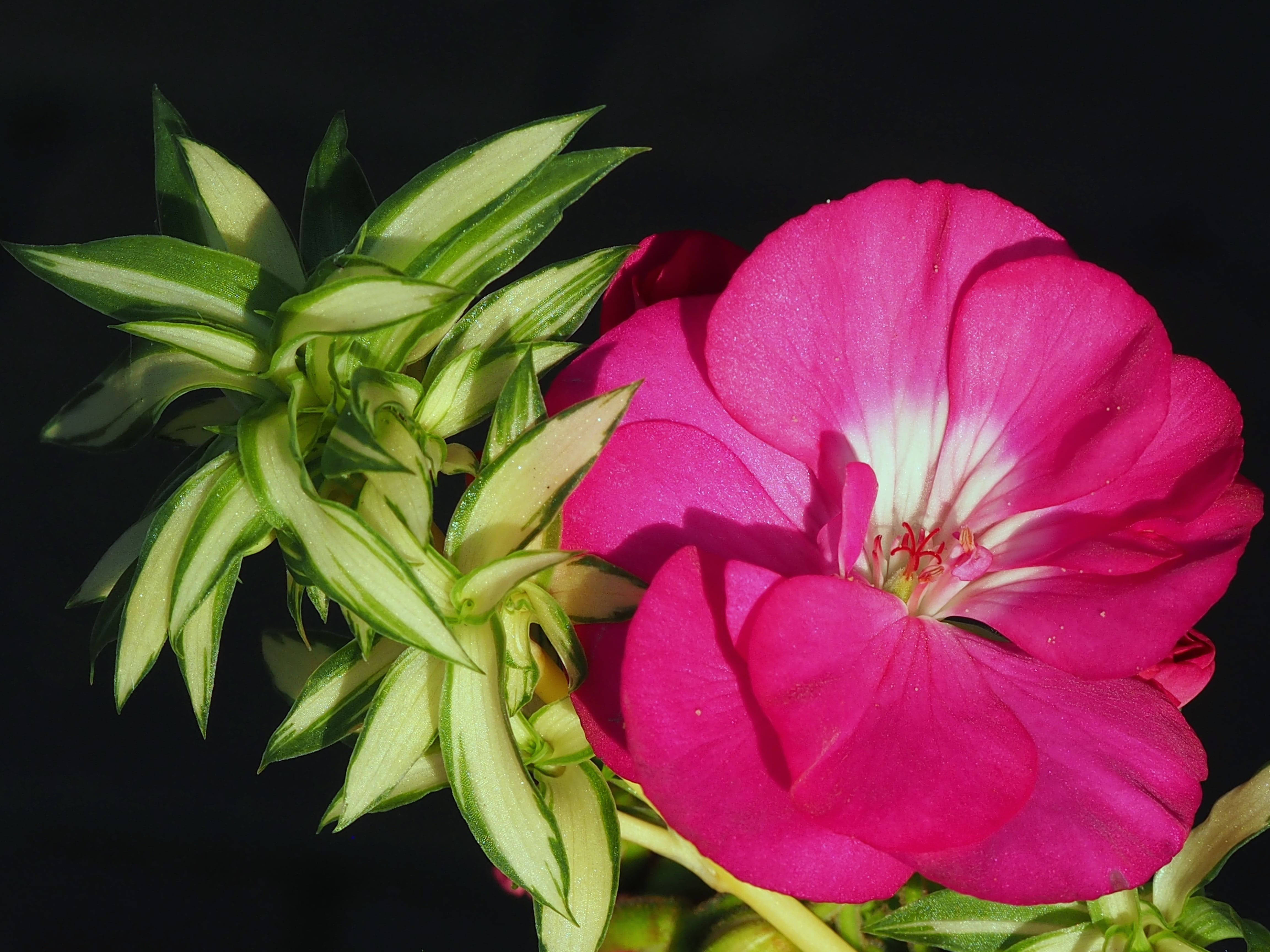 indoors, plant part, flowering plant, fragility, flower arrangement, black background, nature, inflorescence, pink, garden, plant, pink color, flowers, HD Wallpaper