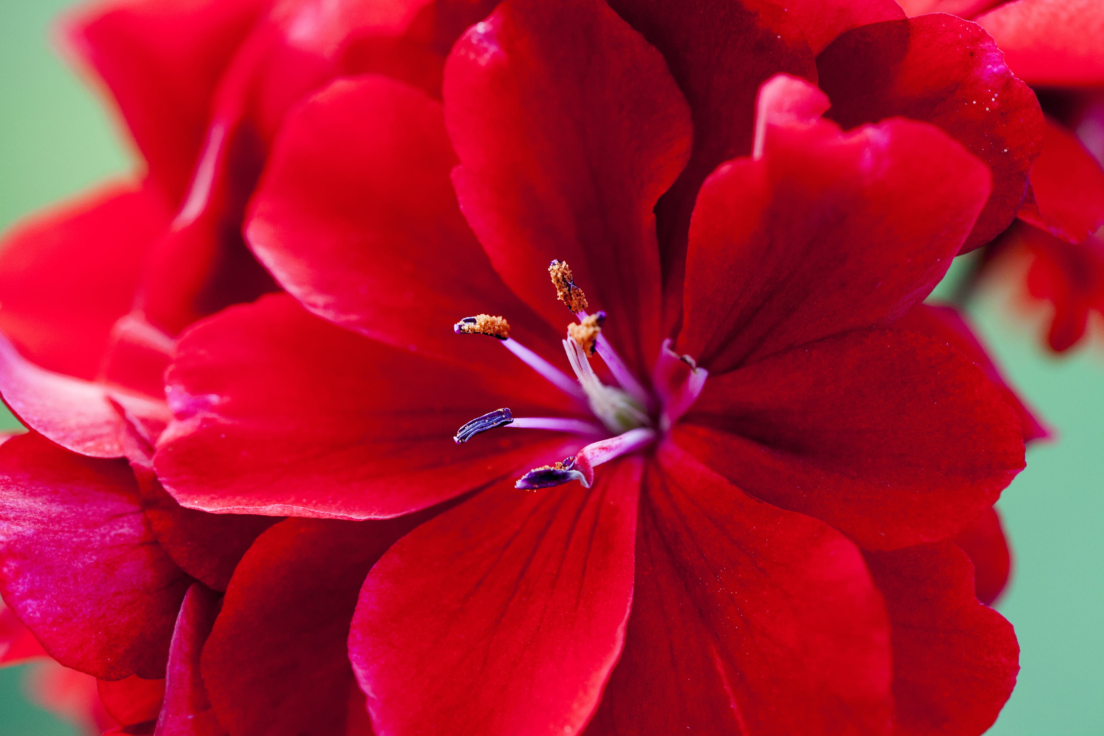 no people, fragility, red, close-up, Sticks, beauty in nature, vulnerability, backgrounds, botany, 2K, flowering plant, pollen, day, nutmeg, inflorescence, HD Wallpaper