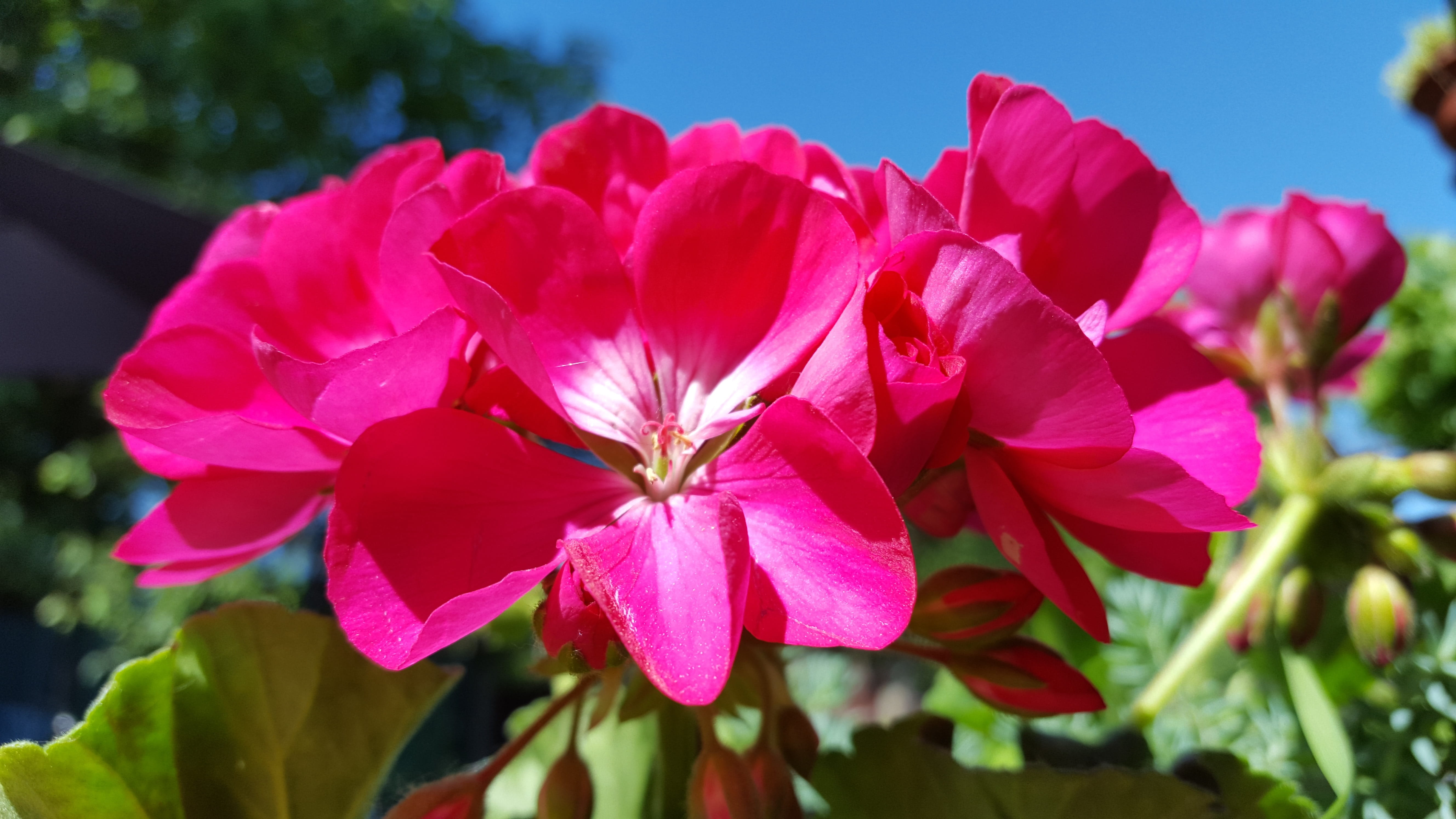 plant, plant part, close-up, Flowers, Summer, Nutmeg, flowering plant, outdoors, springtime, pink color, no people, petal, day, sunlight, freshness, beauty in nature, HD Wallpaper