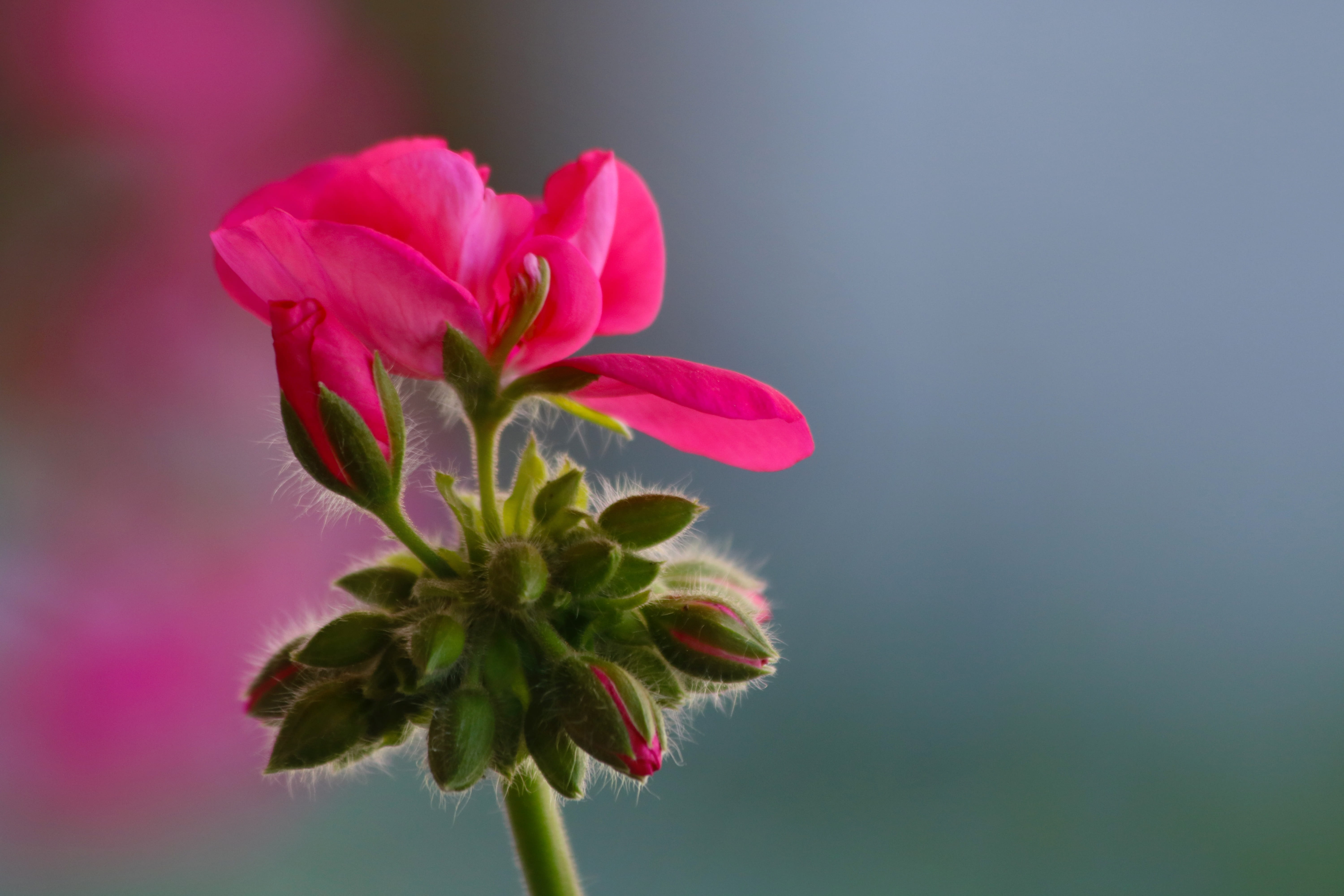 colored background, plant part, pink, leaf, no people, beauty in nature, nutmeg, fragility, petal, 5K, studio shot, vulnerability, focus on foreground, HD Wallpaper