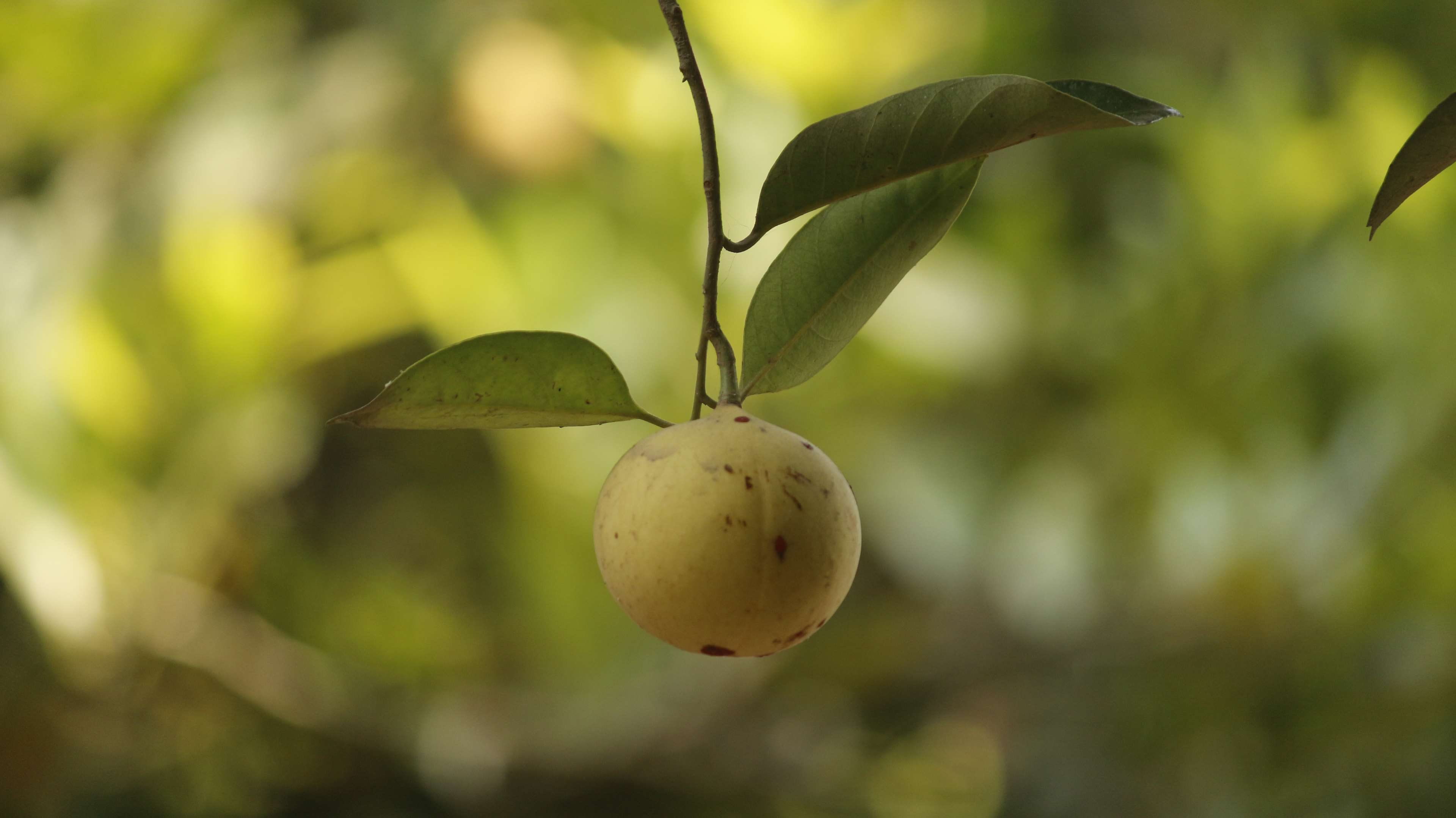 tropical, natural, green, plant, 4K, diet, nutrition, agriculture, focus on foreground, plant part, day, yellow, branch, leaf, nutmeg, outdoors, growth, HD Wallpaper