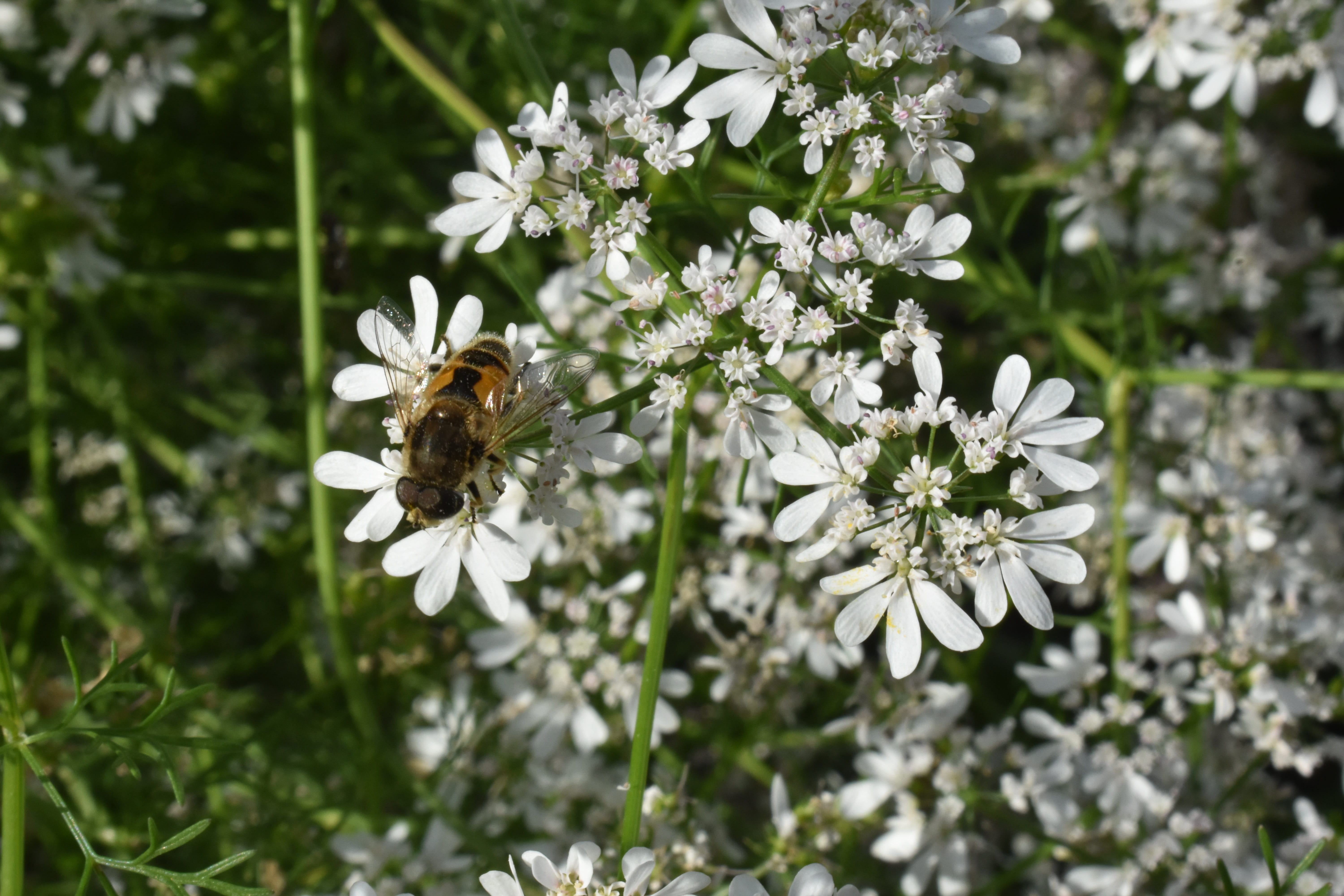 beauty in nature, pollination, animal themes, vulnerability, plant, animal, petal, insect, bumblebee, invertebrate, close-up, cilantro, fragility, bee, HD Wallpaper