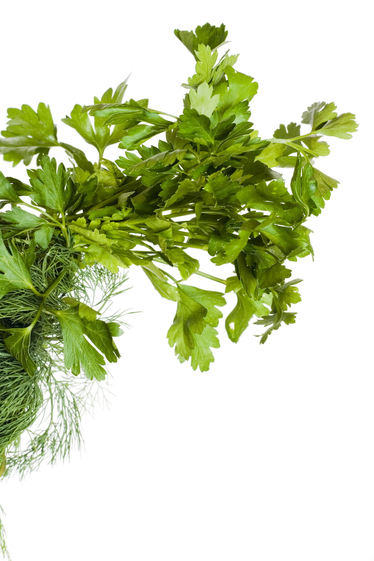 healthy eating, isolated, studio shot, freshness, coriander, close-up, vegetarian, indoors, nature, copy space, food and drink, white, plant, growth, spices, Phone HD Wallpaper