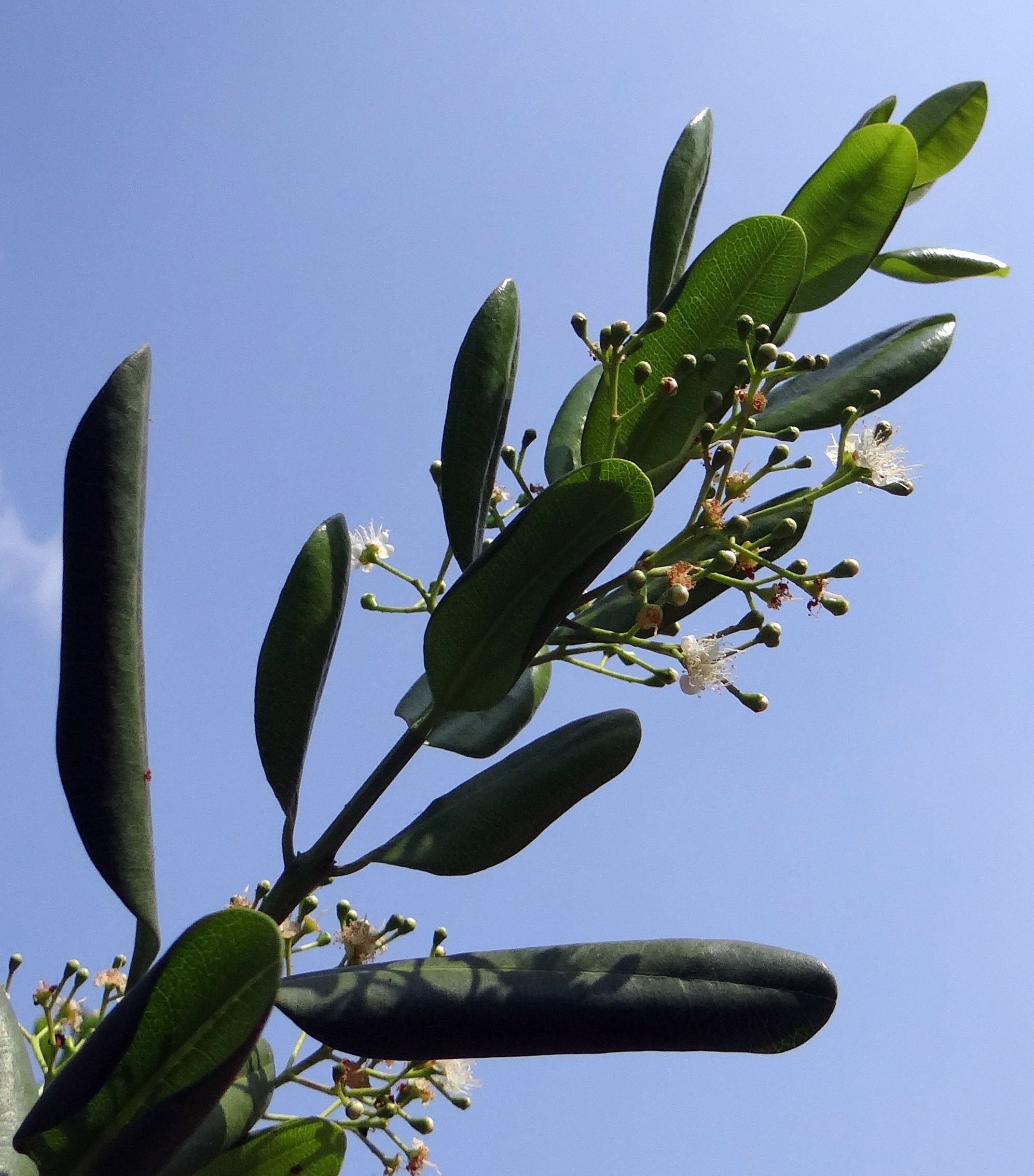 close-up, outdoors, clear sky, jamaica pepper, pepper, seedpods, newspice, plant part, pimenta, cactus, nature, low angle view, succulent plant, tree, spring, Phone HD Wallpaper