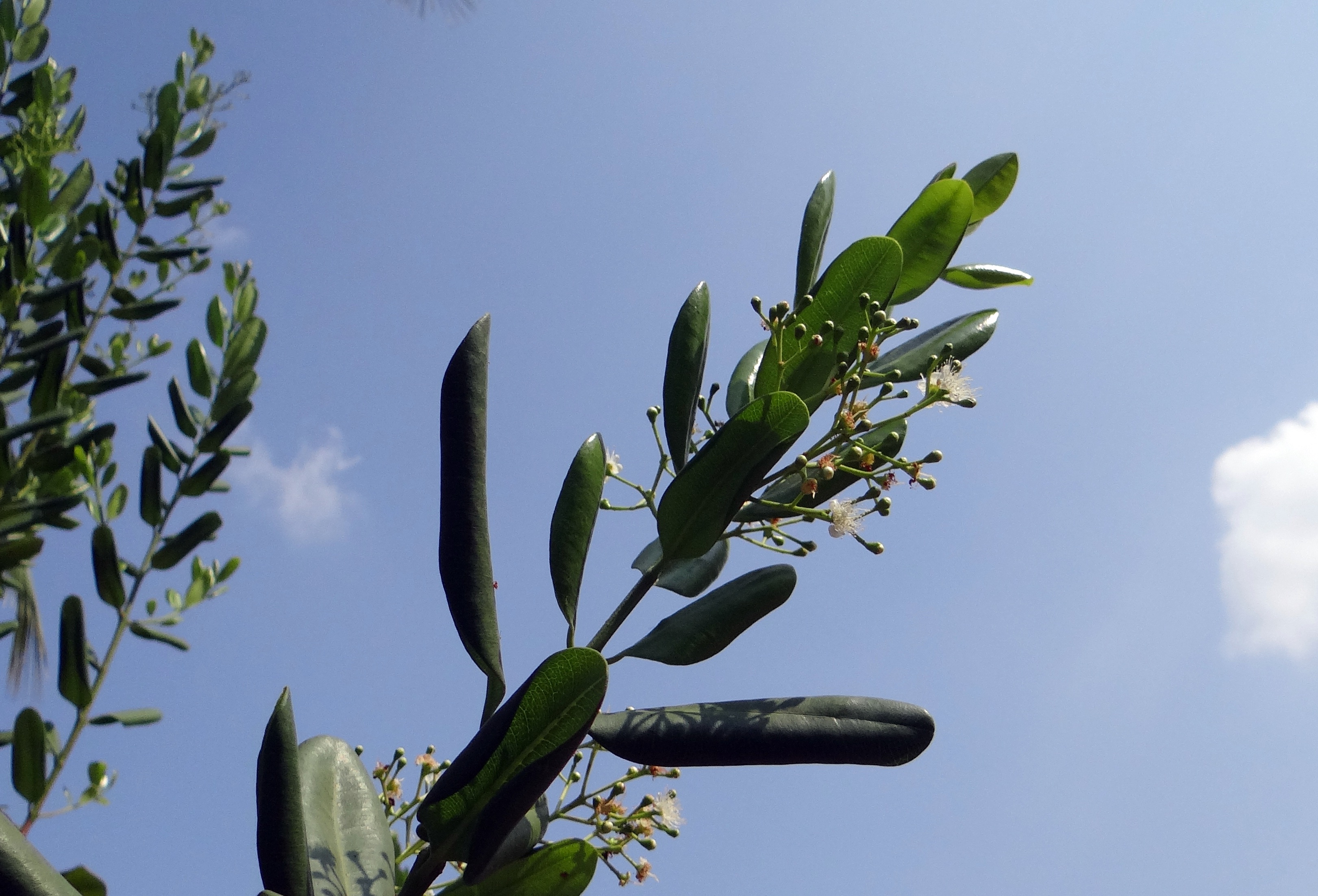 pimenta dioica, flora, sunlight, growth, spice, pods, day, leaves, pimenta, green color, jamaica pepper, india, plant, sky, flowers, no people, outdoors, HD Wallpaper