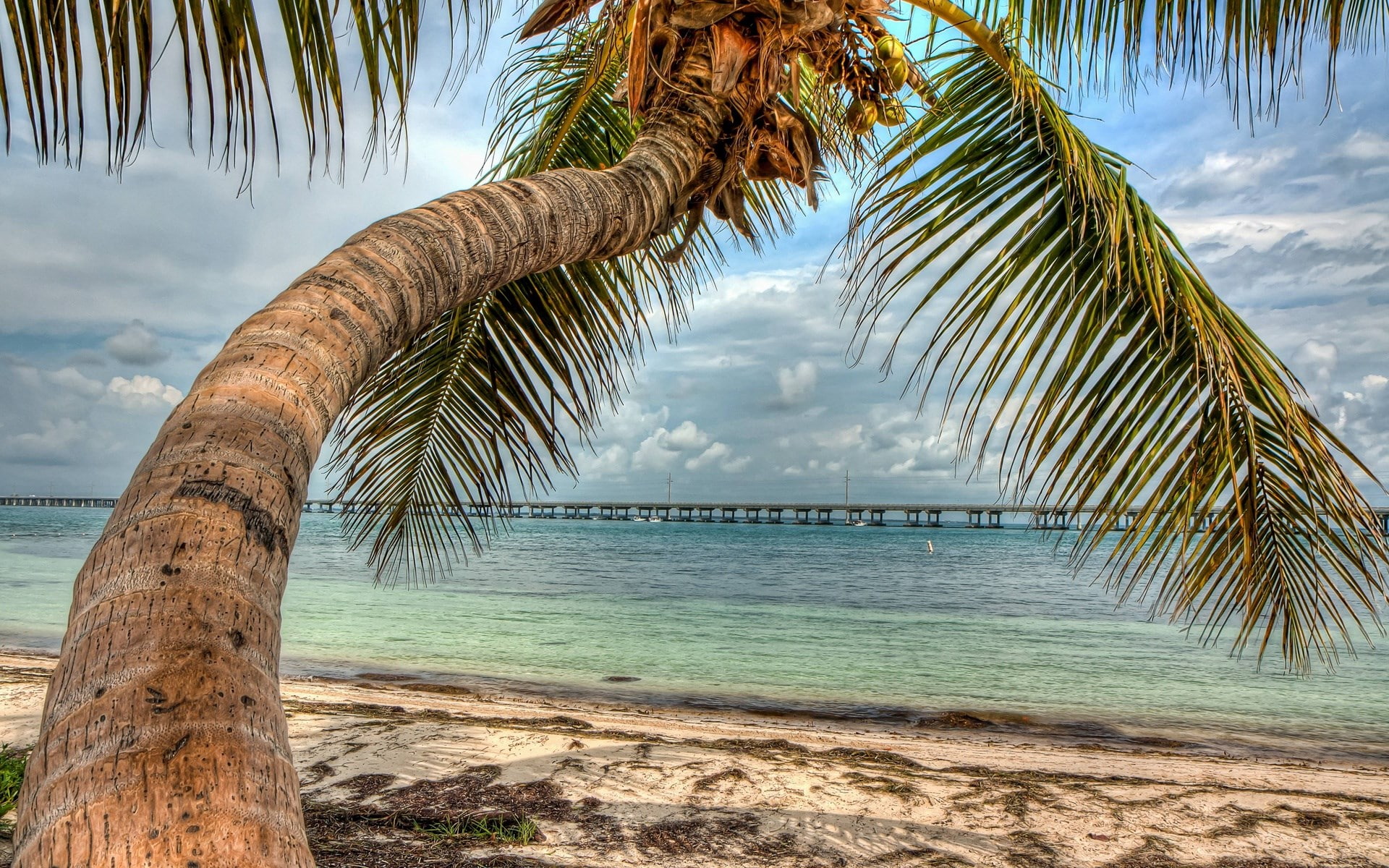 beach, tropical climate, tree trunk, sea, water, scenics - nature, outdoors, bay, land, horizon over water, cloud - sky, sky, no people, turquoise colored, HD Wallpaper