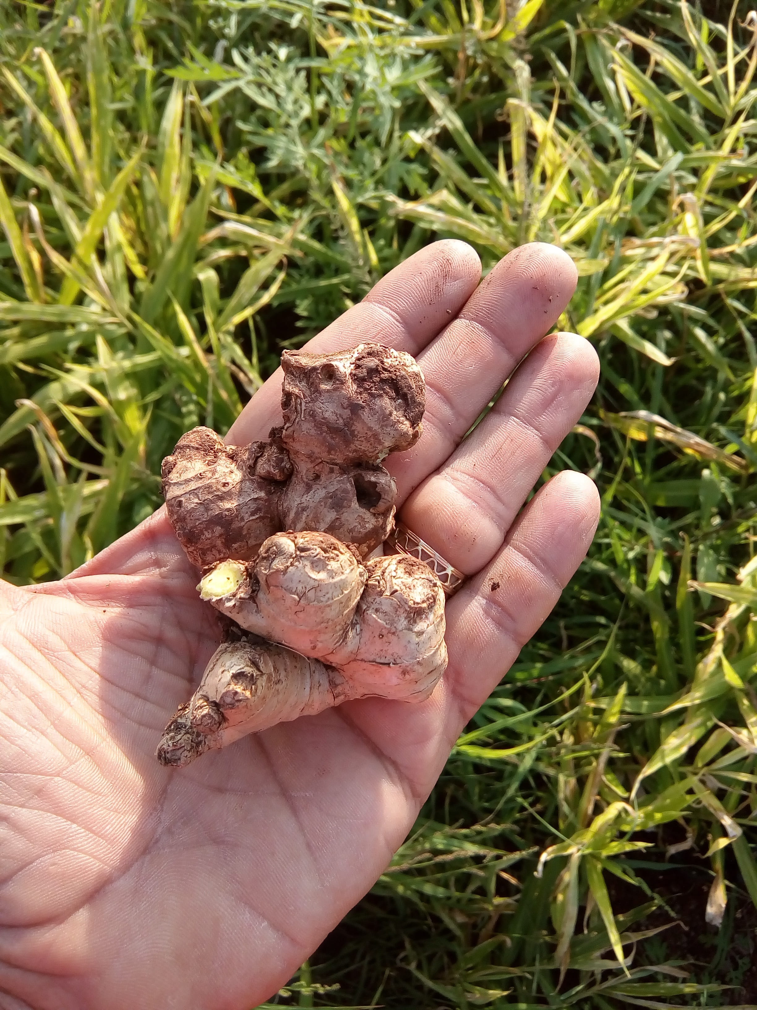 grass, unrecognizable person, Organic, allspice, finger, outdoors, Ginger, dry, real people, hand, day, root, human body part, holding, personal perspective, Phone HD Wallpaper