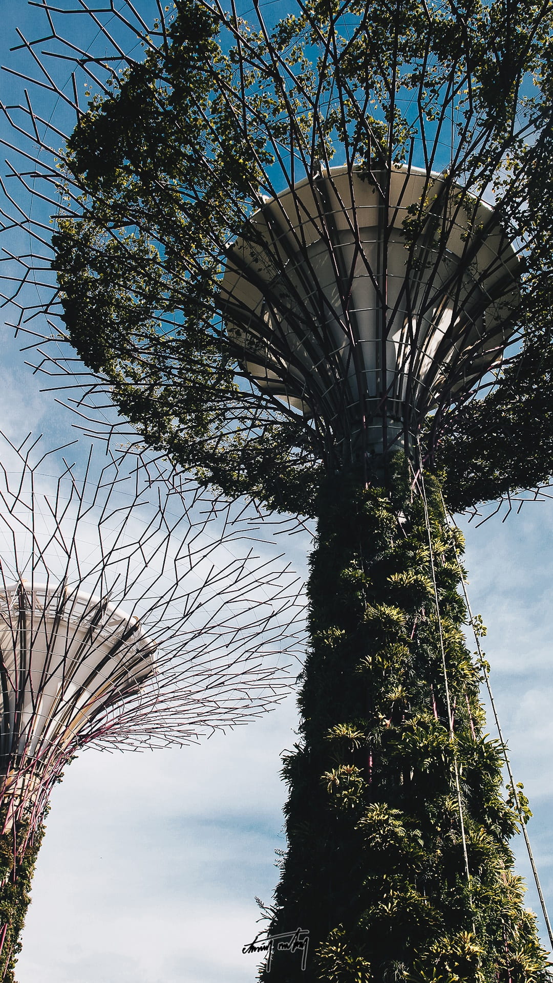 landmark, tree, modern, bay, tree trunk, travel, singapore, plant, leaf, urban, grass, no people, cityscape, growth, green, Phone HD Wallpaper