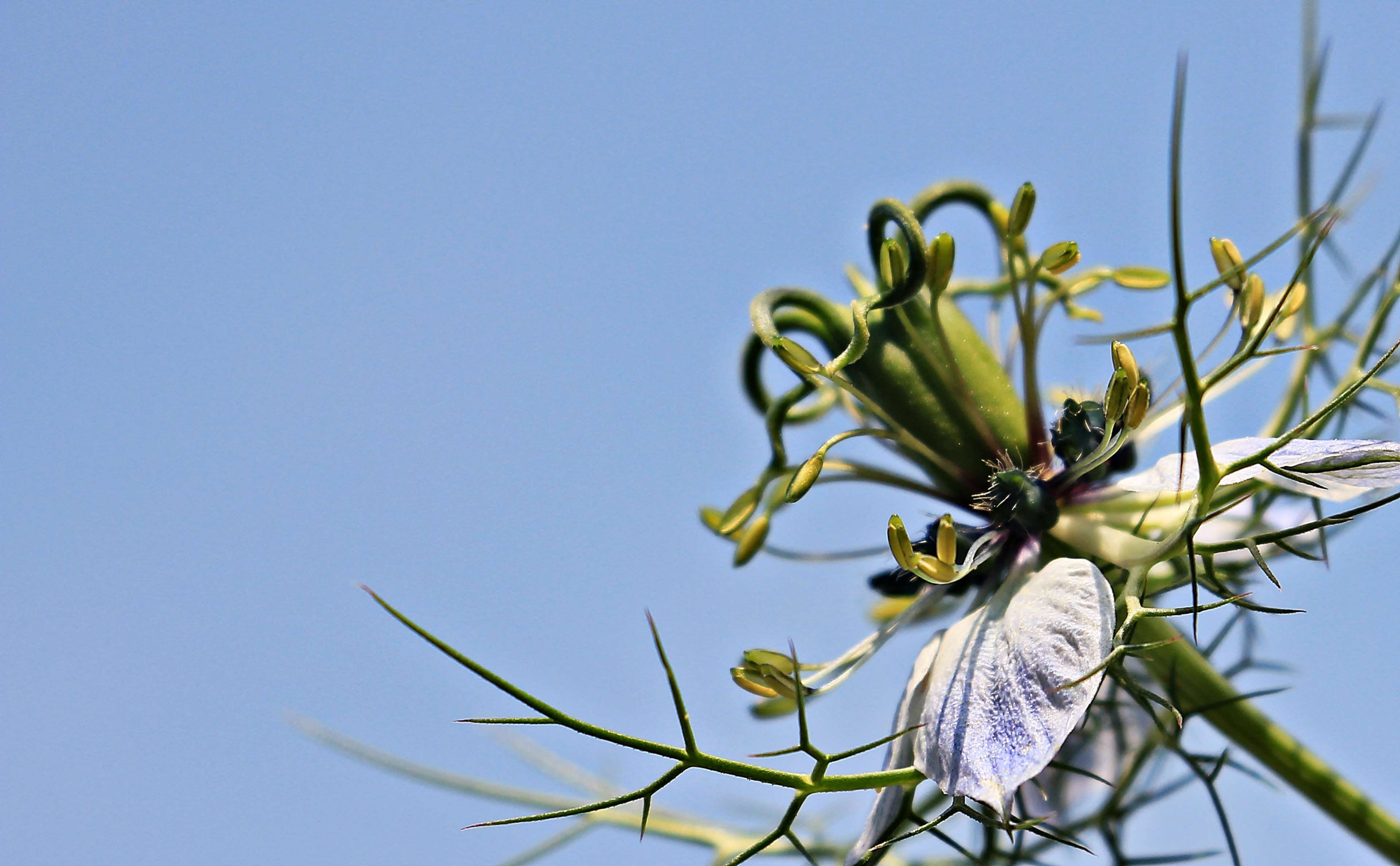 bauer garden plant, background image, fragility, bizarre, f, 4K, bride in shed hairs, delicate, sky, growth, blue flower, clear sky, black cumin, outdoors, HD Wallpaper