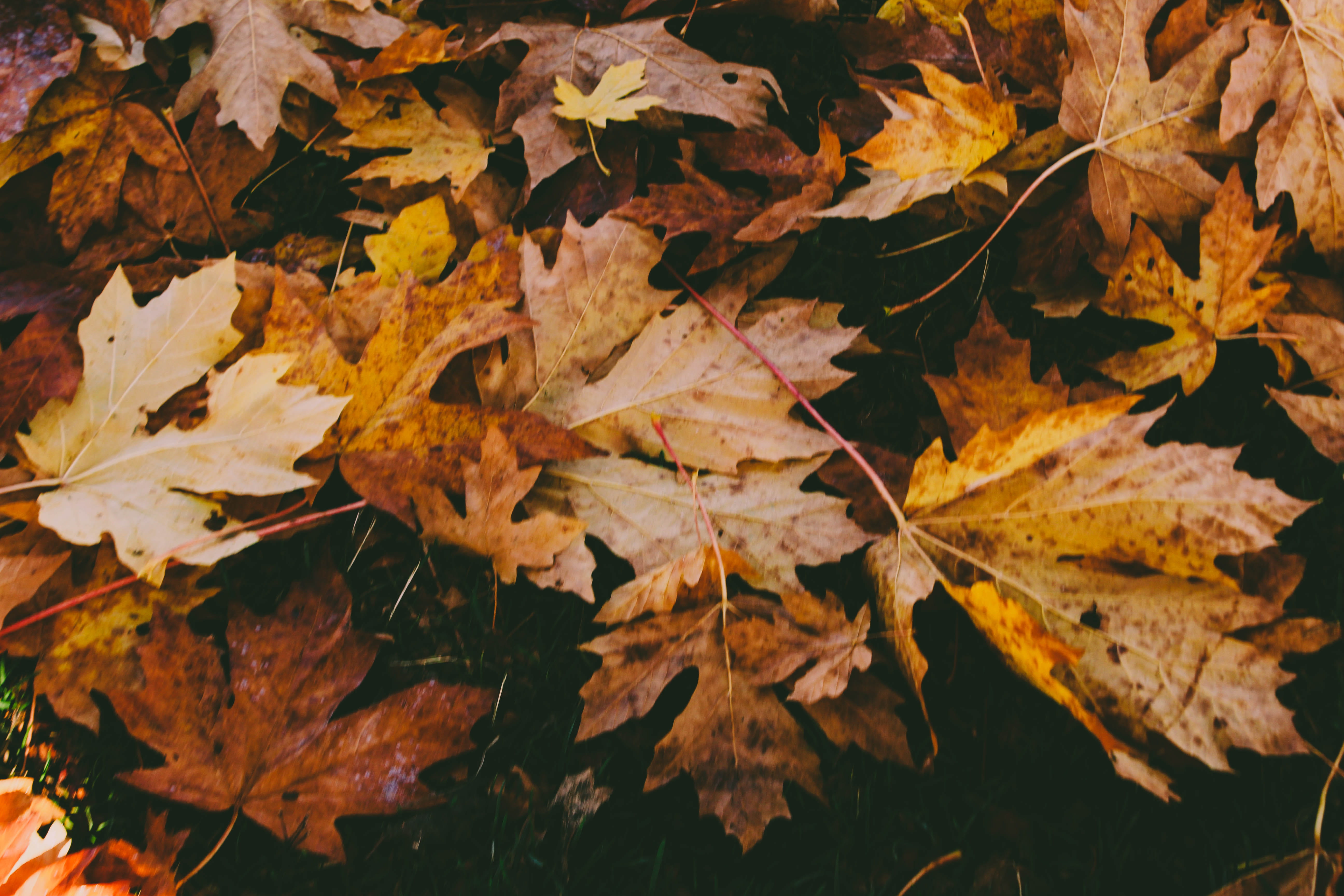 tree, autumn, tranquility, change, leaves, maple leaf, plant part, 5K, oak, no people, vulnerability, autumn collection, dry, fall, birch, vine, dried, HD Wallpaper