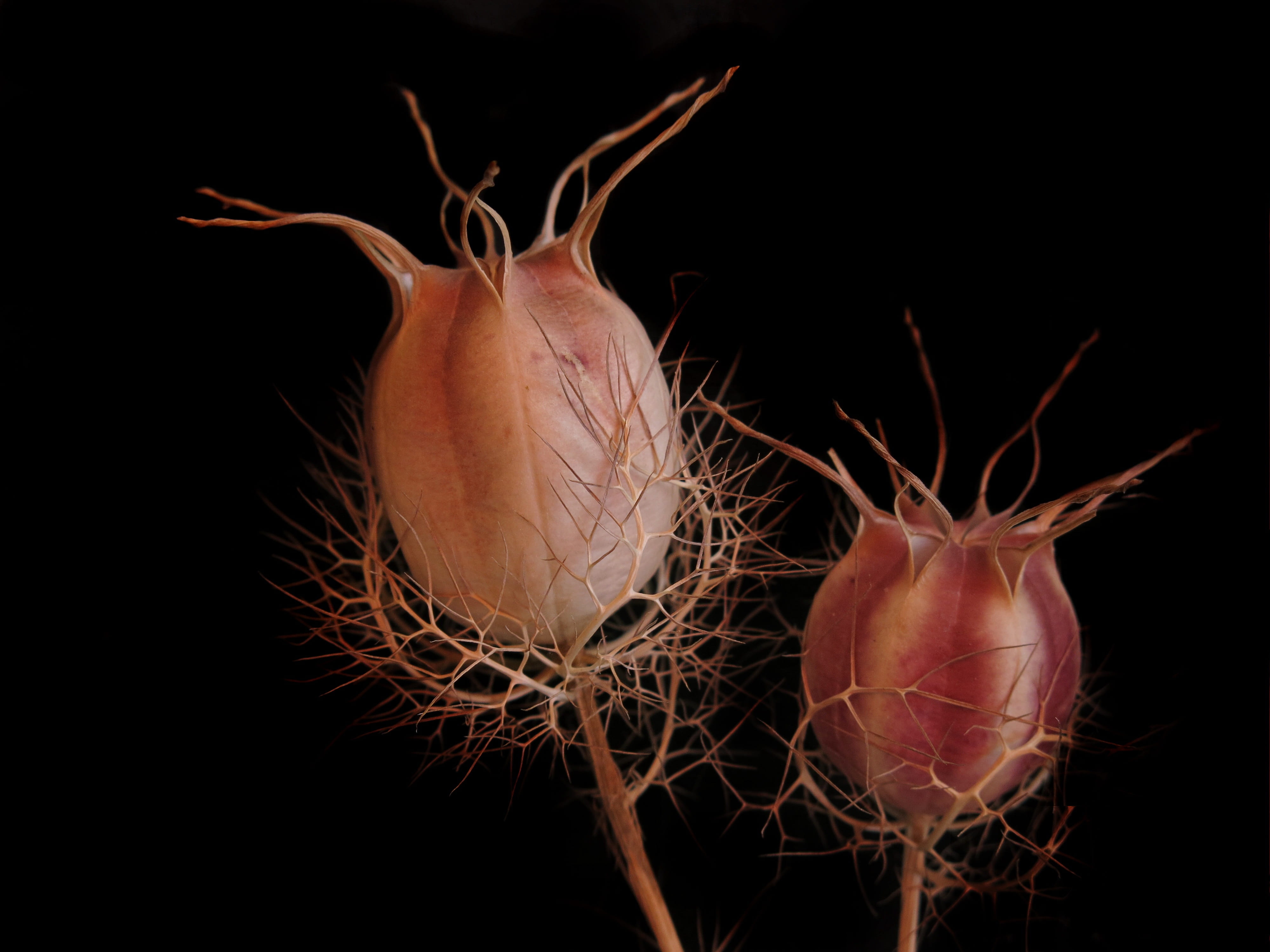 nigella, medicinal plant, day, no people, animal wildlife, close-up, outdoors, black background, animal body part, 4K, nature, dry, close up, fruit capsule, HD Wallpaper