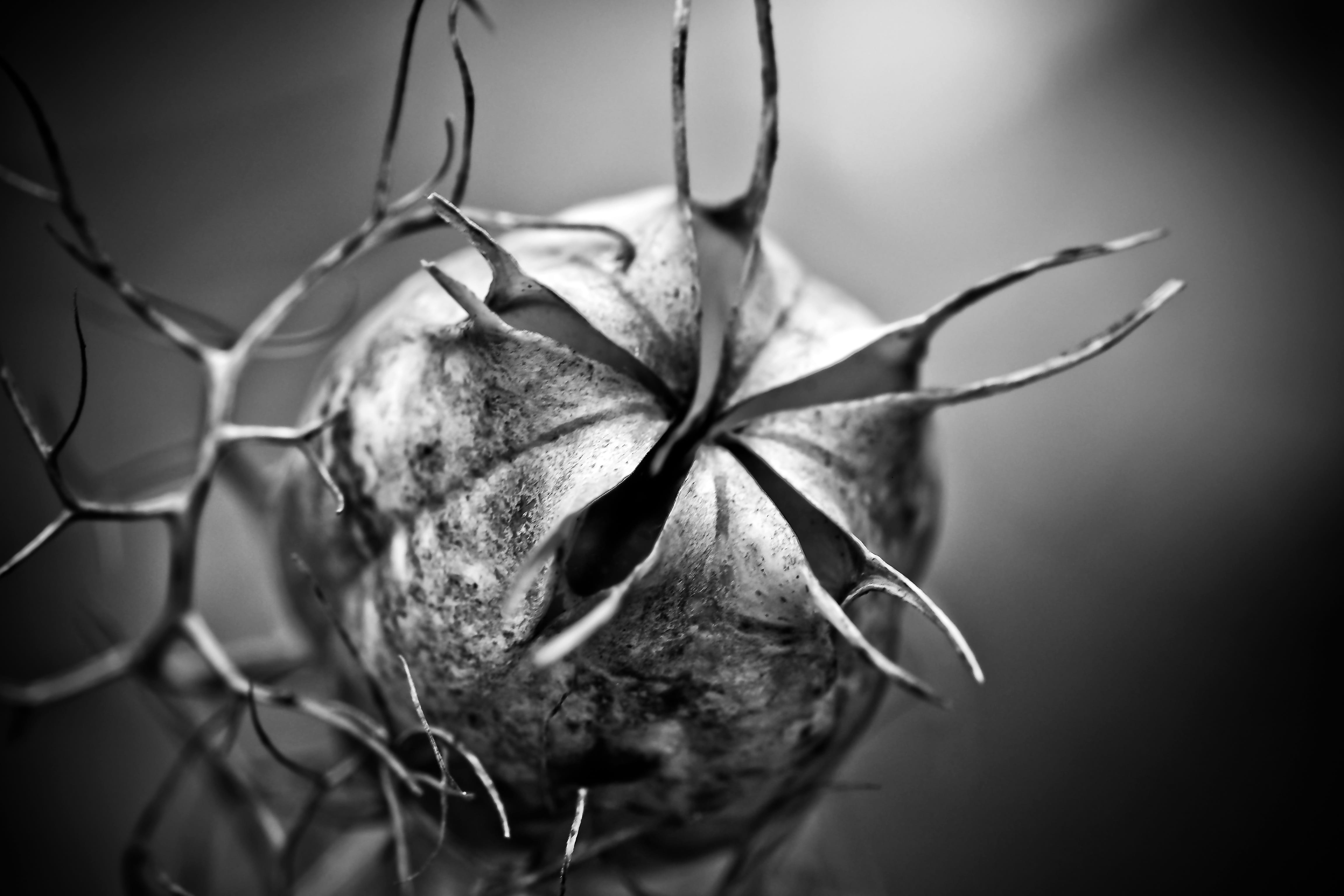 no people, plant part, flora, bizarre, focus on foreground, studio shot, black and white, indoors, alie, multiplication, flowering plant, alien, beauty in nature, HD Wallpaper