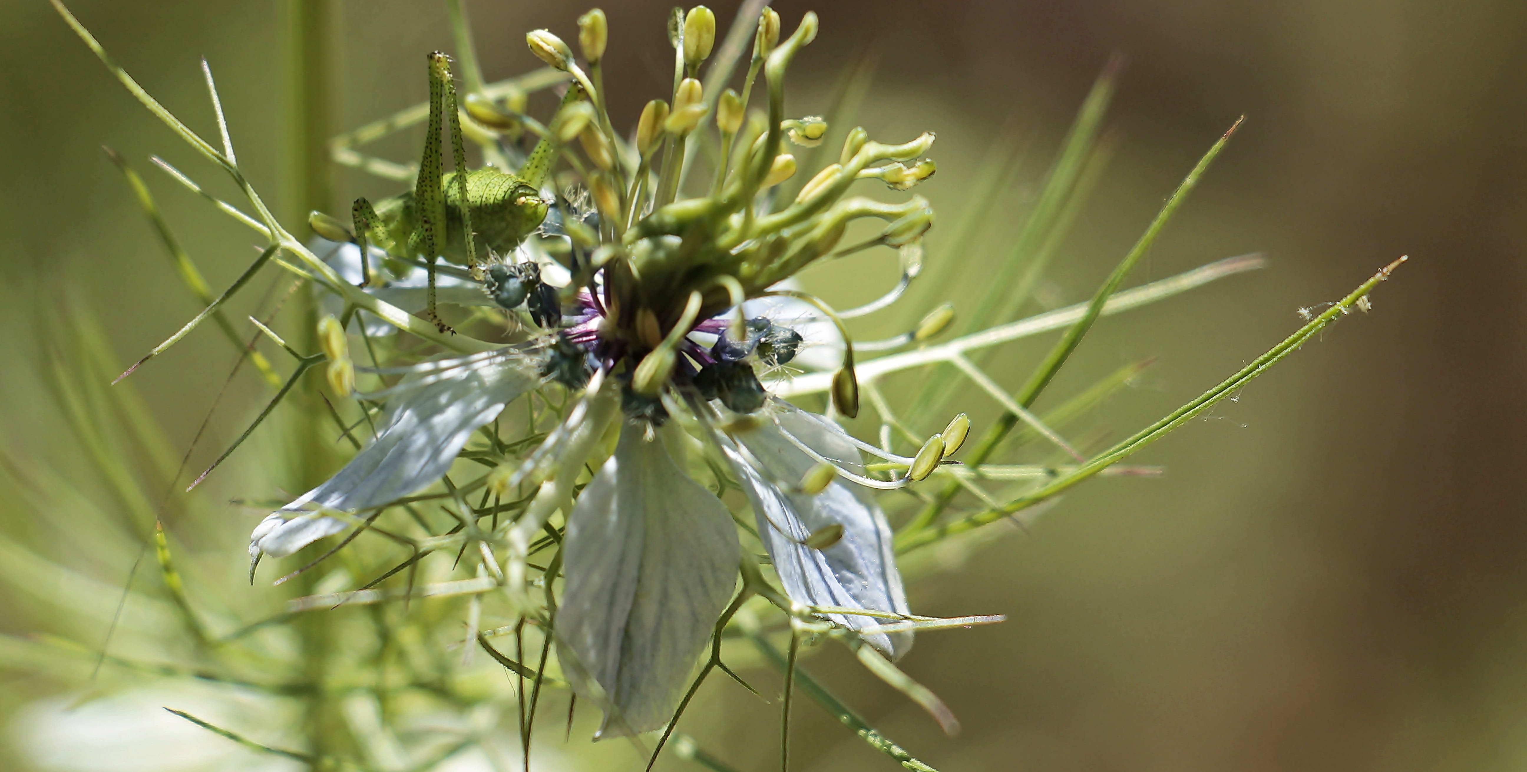 outdoors, green, close, flower, vulnerability, garden black cumin, invertebrate, no people, animals in the wild, damask black cumin, naturopathy, bloom, HD Wallpaper